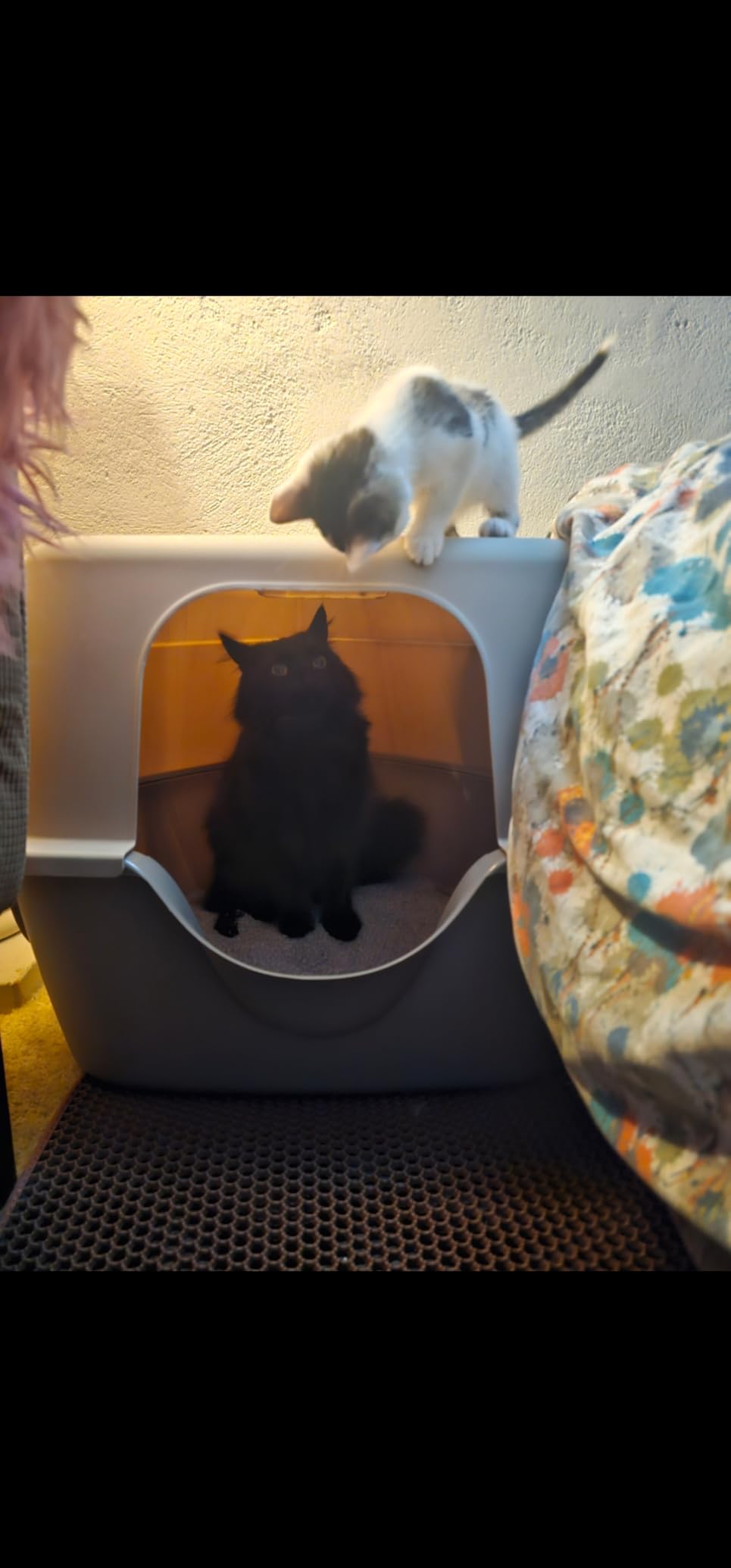 Amazon Basics Cat Litter Box with Lid, No-Mess, Spacious Enclosed Design with Odor Control, Easy Access, Stain Resistant, 26