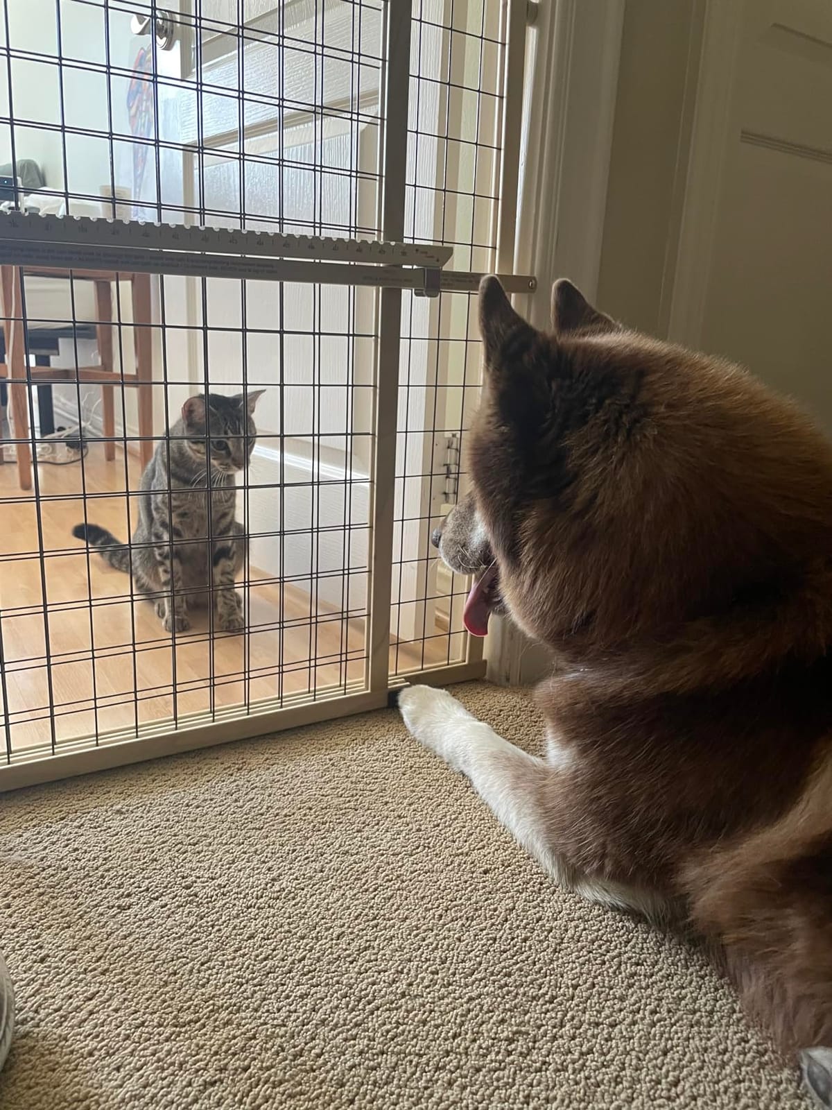 MYPET Wire Mesh Dog Gate: 29.5