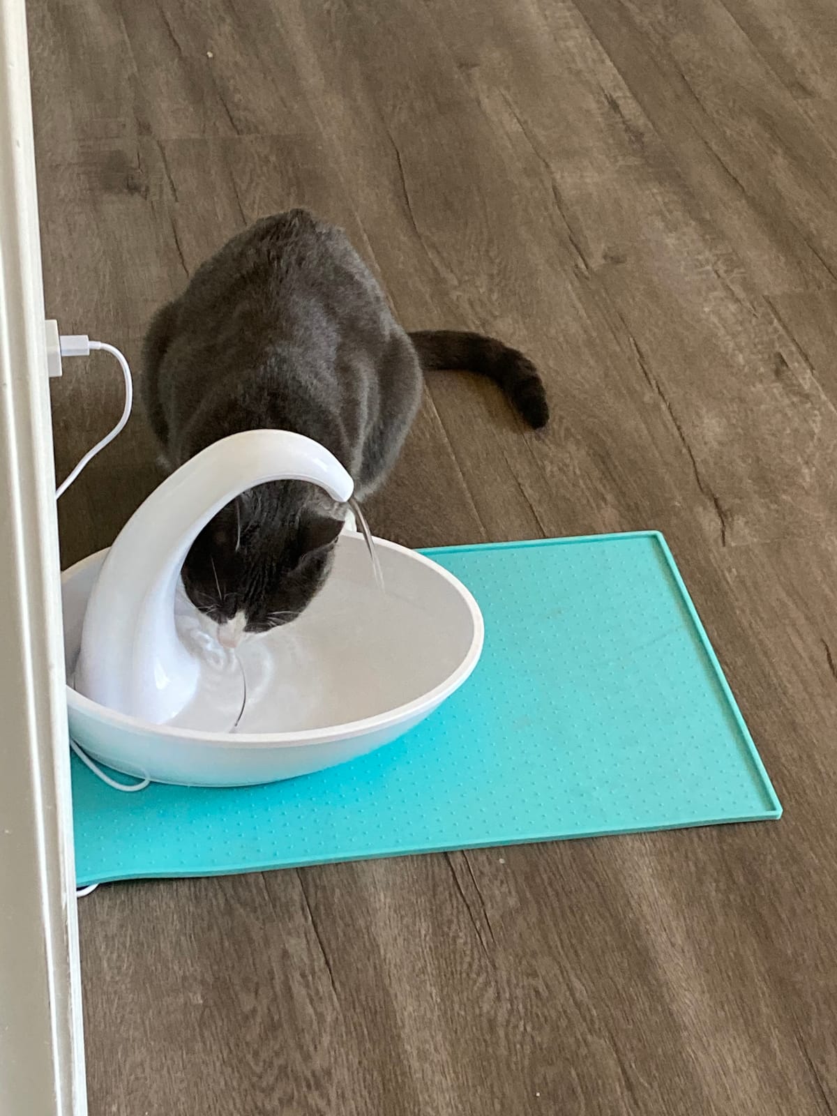 Pioneer Pet Swan Pet Drinking Fountain for Cats and Dogs - 80oz Capacity, Great for Multiple Pets – Great for Pets Who Love the Faucet - Bubbler and Bowl Dispenser Design Keeps Water Moving customer photo 2
