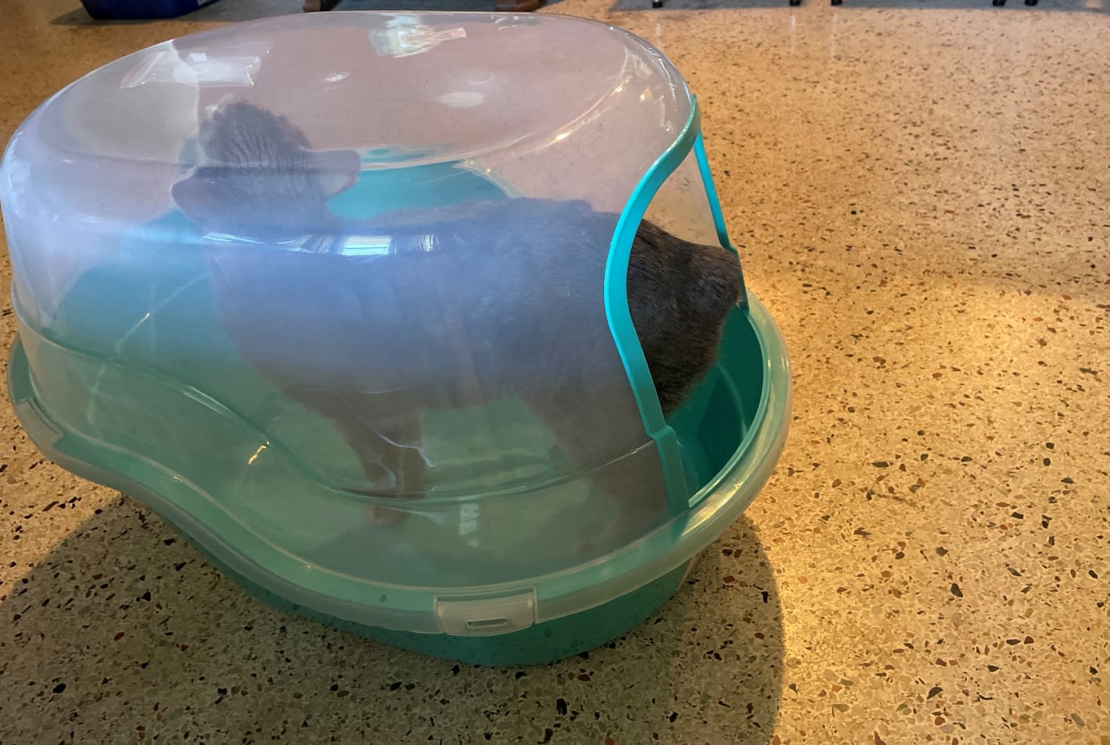 Petphabet Jumbo Hooded Cat Litter Box, Extra Large Gray customer photo 2