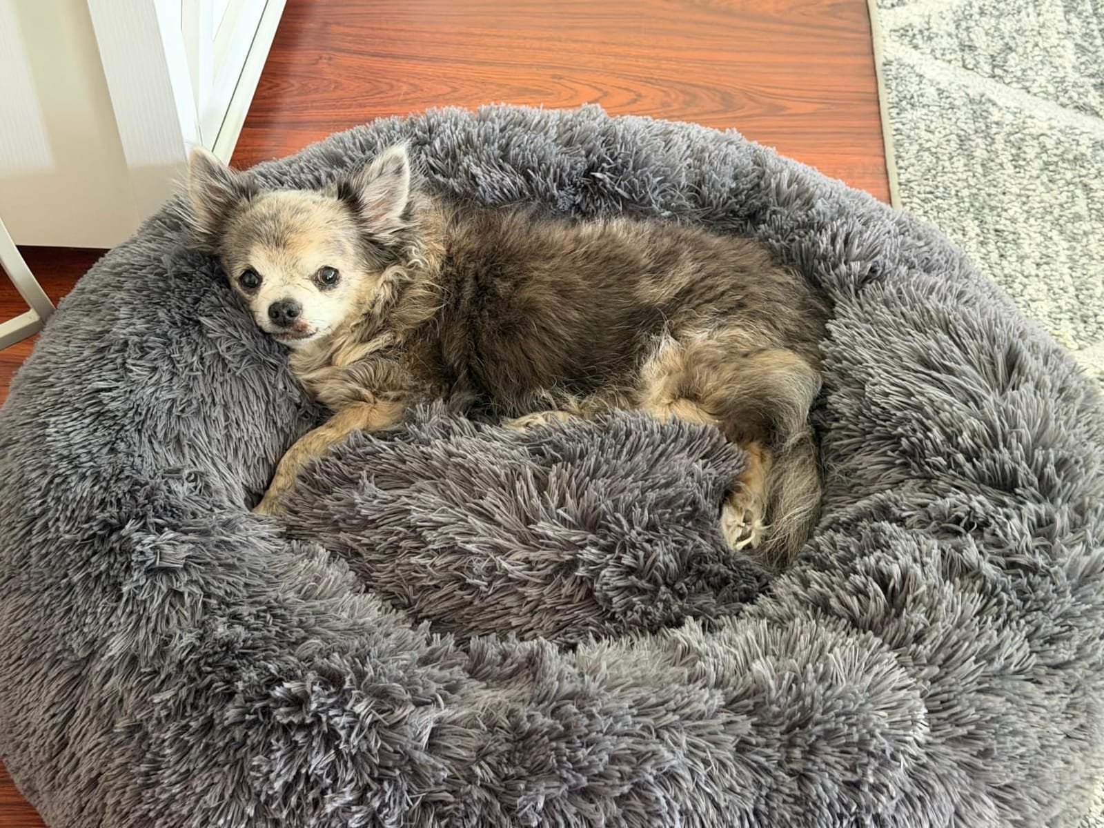 Bedsure Calming Dog Bed Medium Size Dog Donut Washable Pet Bed,30ins Camel customer photo 2