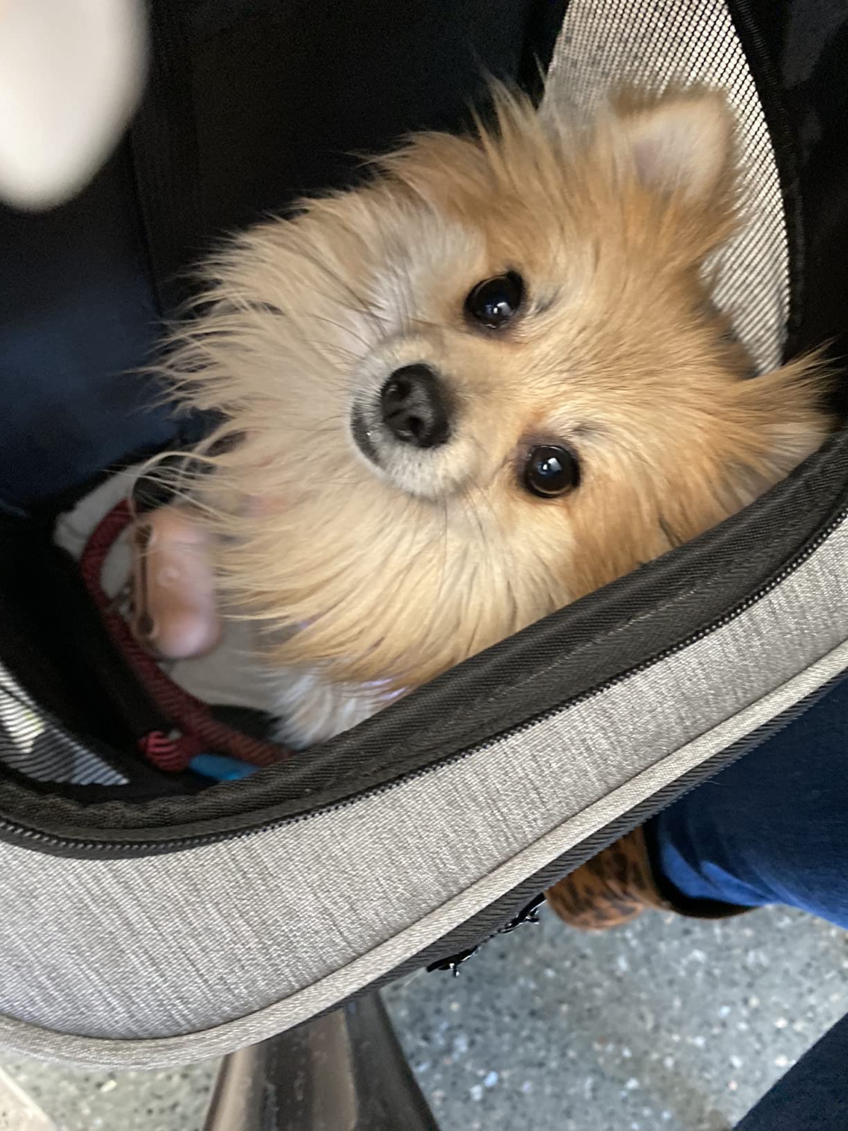 Wheeled Pet Carrier Backpack Pet Stroller, Travel Carrier, Car Seat for Small Dogs Cats Puppies, Comfort Cat Backpack Removable Rolling Wheels – Mesh Ventilation Windows (Grey) customer photo 1