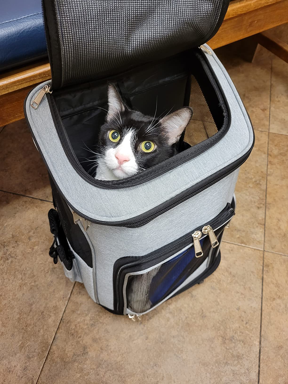 Wheeled Pet Carrier Backpack Pet Stroller, Travel Carrier, Car Seat for Small Dogs Cats Puppies, Comfort Cat Backpack Removable Rolling Wheels – Mesh Ventilation Windows (Grey) customer photo 2