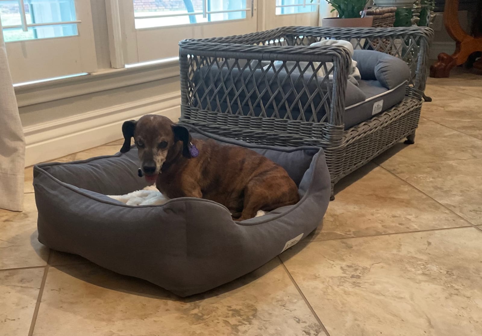 PetFusion Calming Cuddler Anti-Anxiety Dog and Cat Bed for Small Dogs customer photo 1