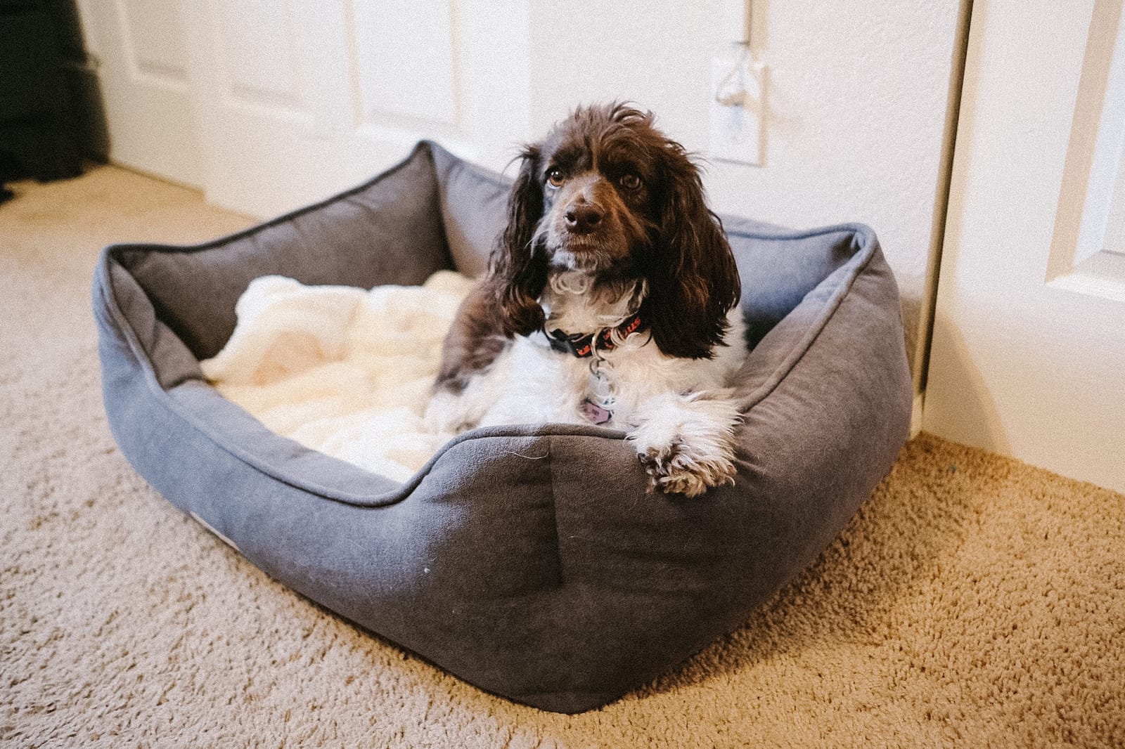 PetFusion Calming Cuddler Anti-Anxiety Dog and Cat Bed for Small Dogs customer photo 2