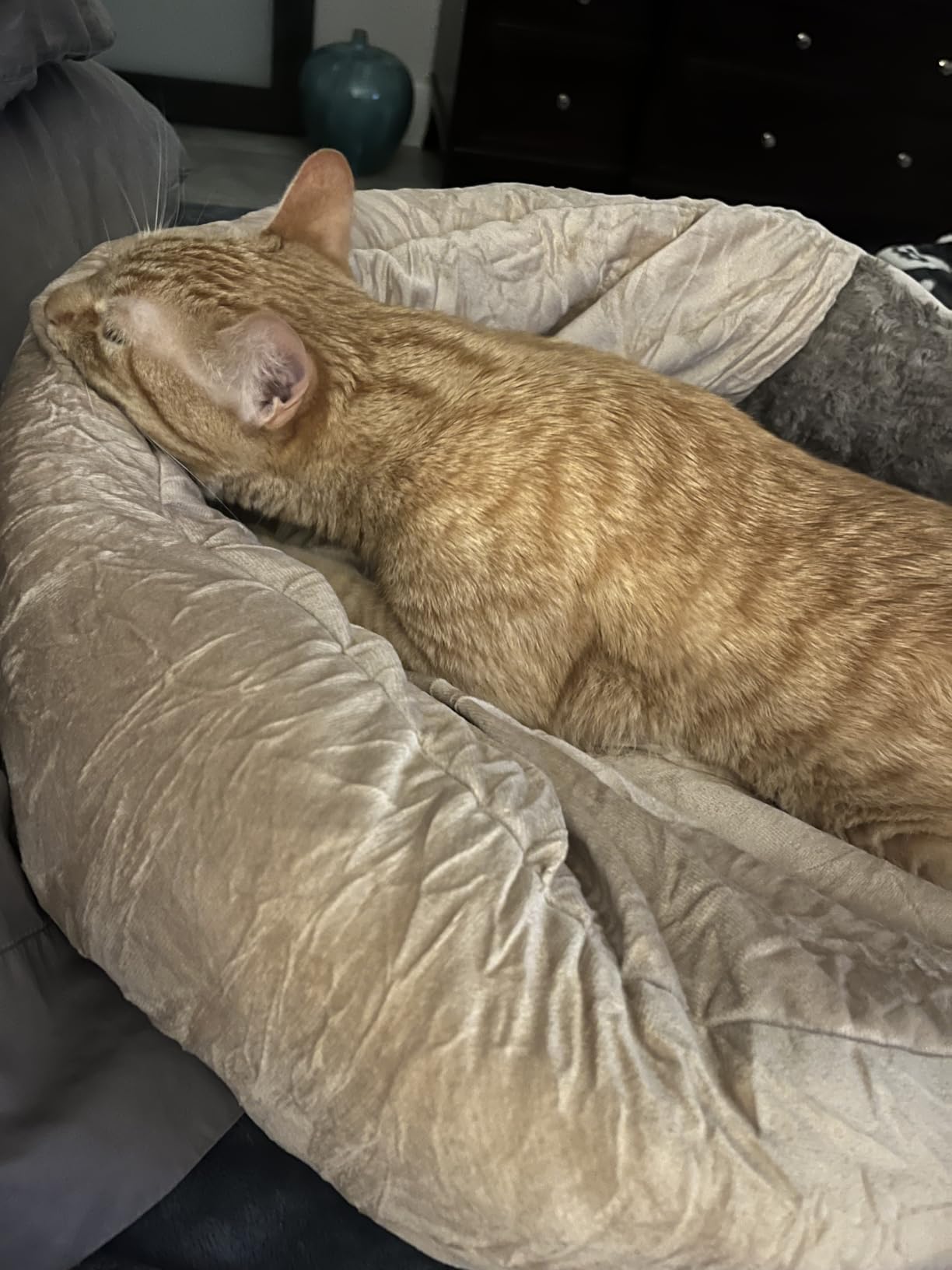JOEJOY Dog Beds for Small Medium Dogs, Cozy Cuddler Luxury Puppy Pet Bed with Blanket Attached, Donut Round Calming Anti-Anxiety Dog Burrow Cave Bed - Anti-Slip Bottom and Machine Washable 26 inch customer photo 1