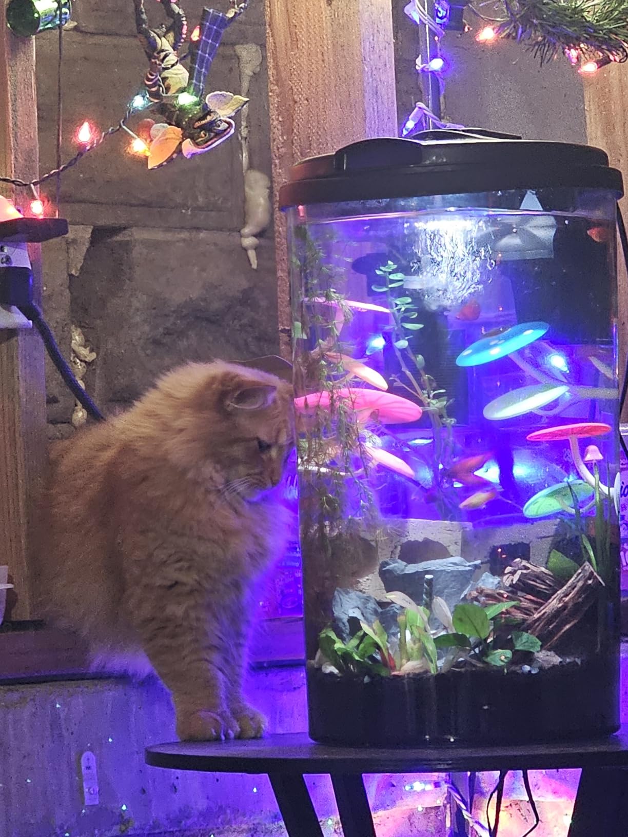 Koller Products Plastic 6-Gallon AquaView 360 Aquarium Kit for Tropical Fish, Betta Fish with LED Lighting and Power Filter Clear, 4-Piece Set customer photo 1