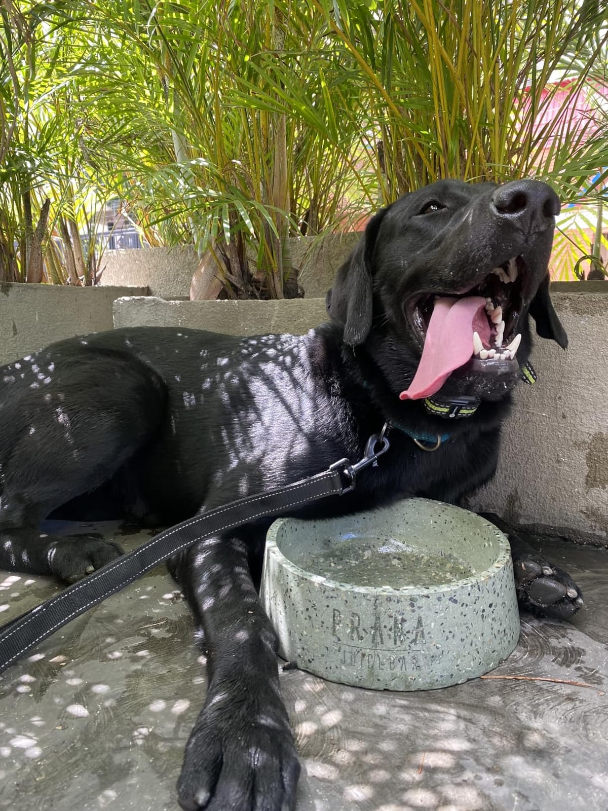 SLOPEHILL Dog Training Collar,4200FT Remote Shock Collar for Dogs 8-140lbs customer photo 2