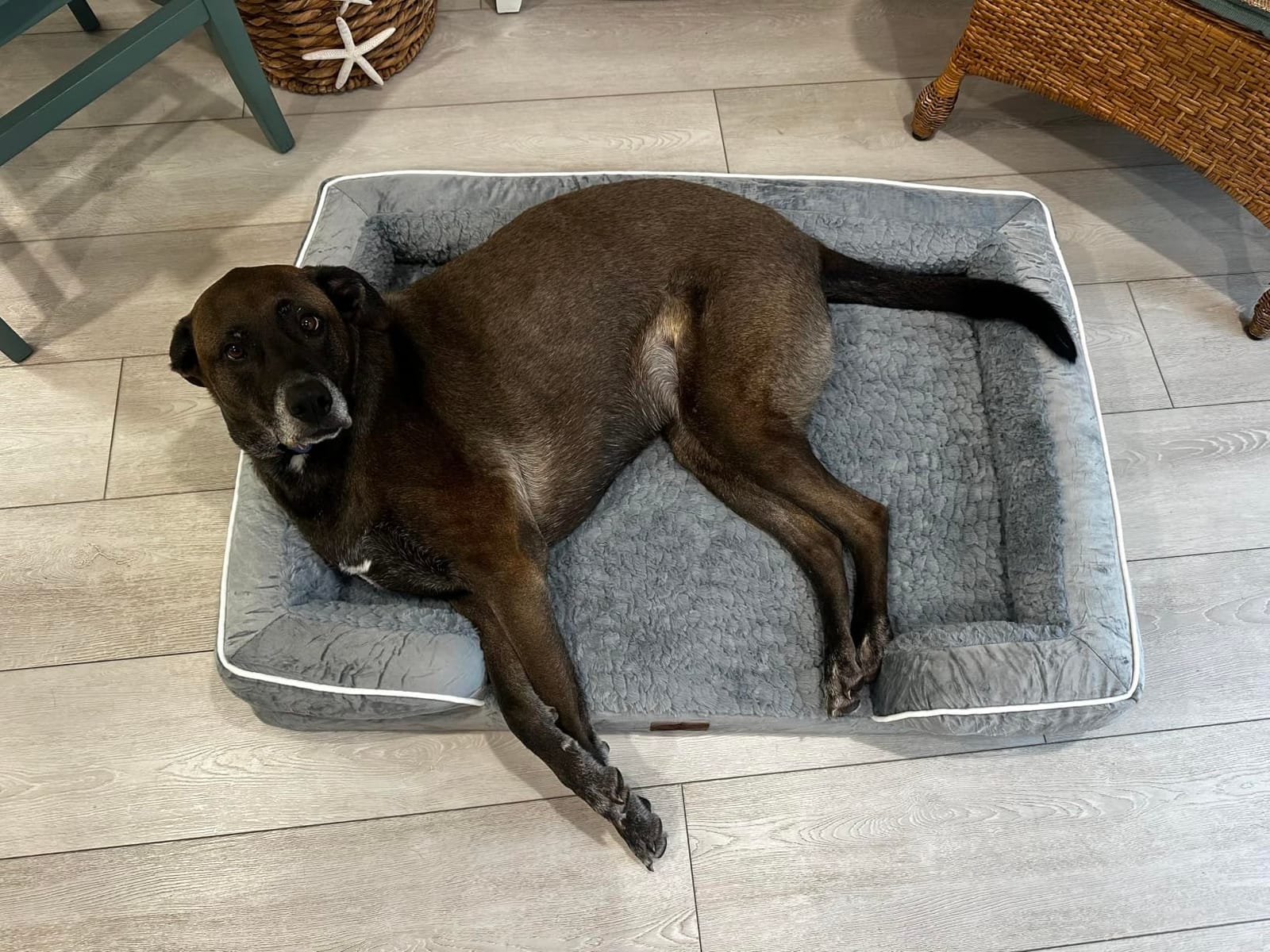 Comfort Expression Waterproof Orthopedic Dog Beds for Large Sized Dog customer photo 2