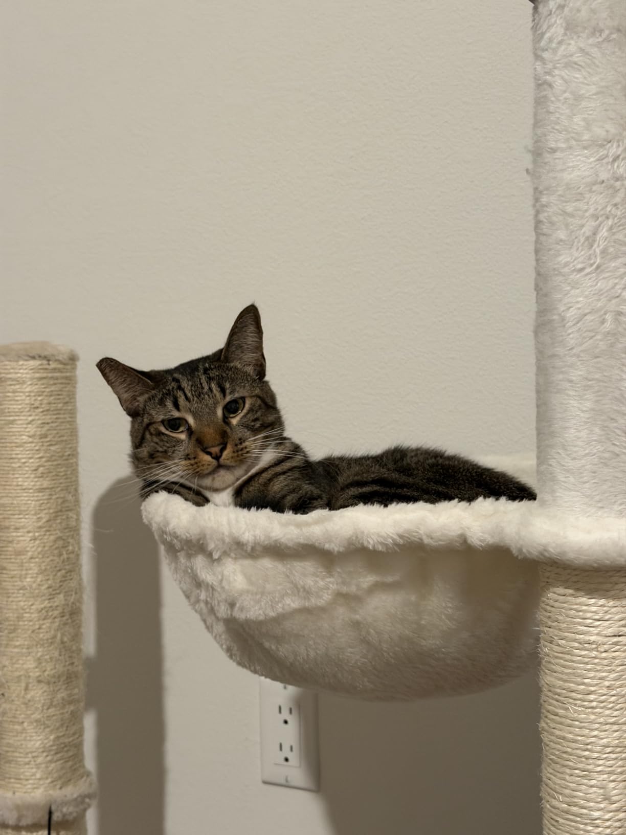 Feandrea Cat Tree with Litter Box Enclosure, 59-Inch, 2-in-1 Condo customer photo 2