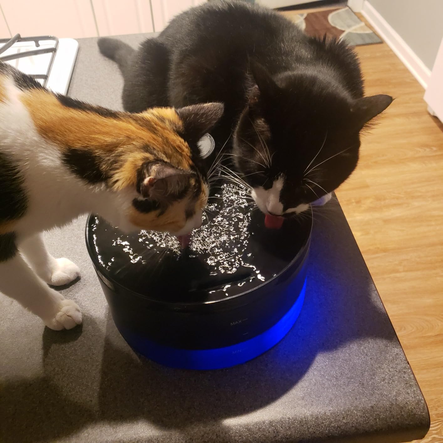 Cat Water Fountain: Dog Bowl Fountains - Automatic Pet Dispenser customer photo 2