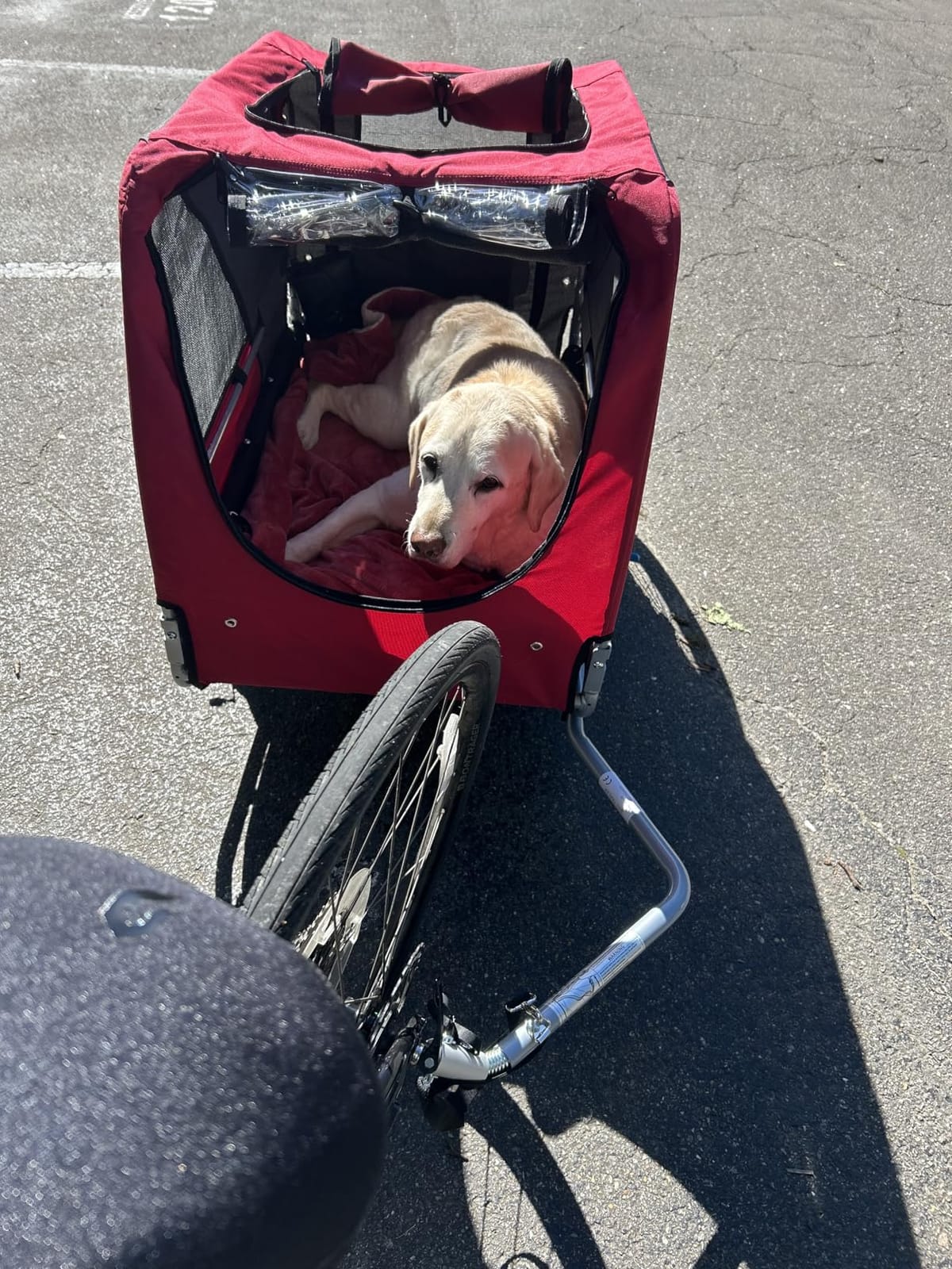 DOGGYHUT® Premium X Large Pet Bike Trailer Up to 100 lbs (Gray) customer photo 1