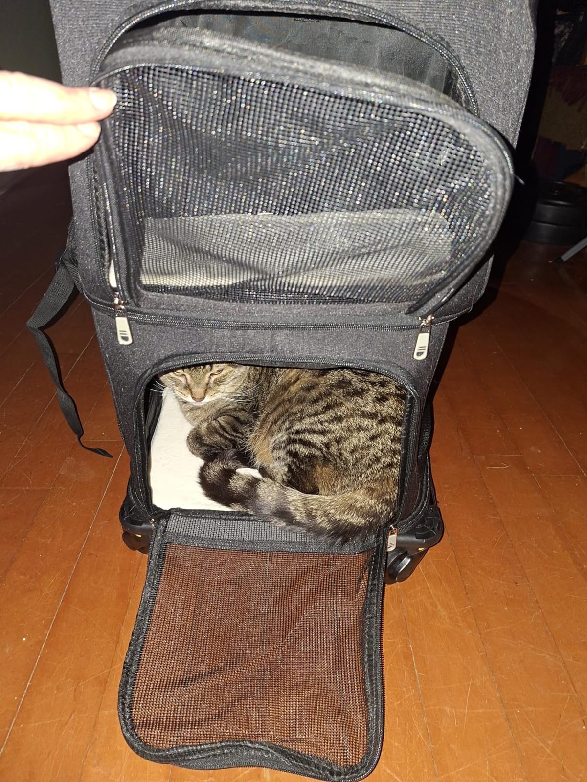 Double Pet Carrier Backpack with Wheels for Cats & Small Dogs, Grey customer photo 1