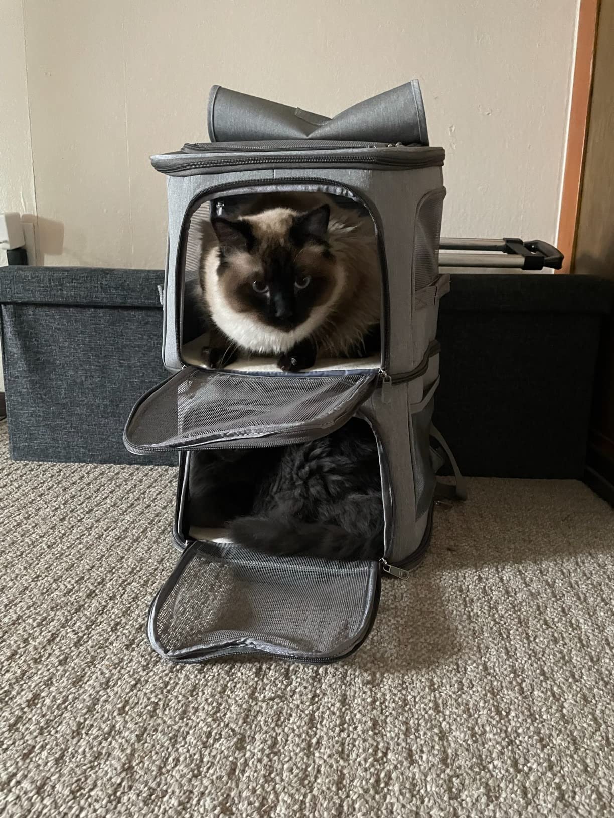 Double Pet Carrier Backpack with Wheels for Cats & Small Dogs, Grey customer photo 2