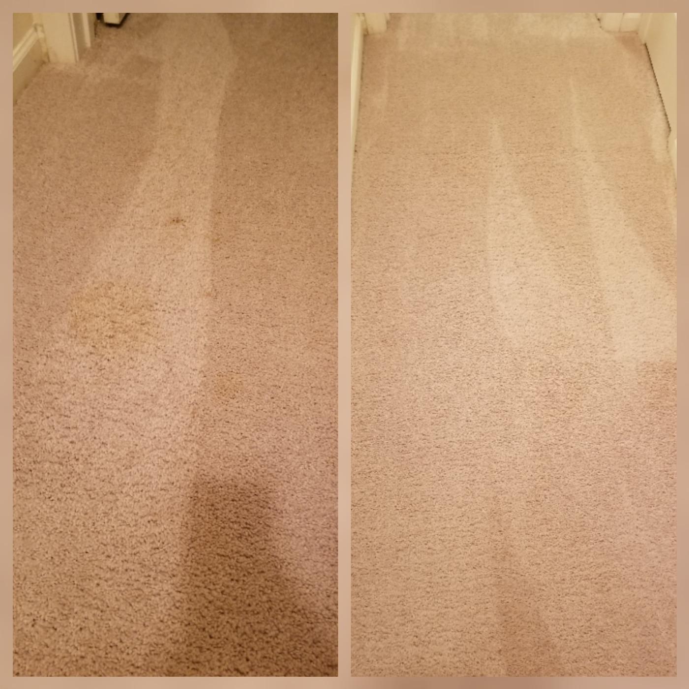 BISSELL Spotlifter Pet Carpet and Upholstery Cleaner with Brush Head - 4 Pack, 93523 customer photo 1
