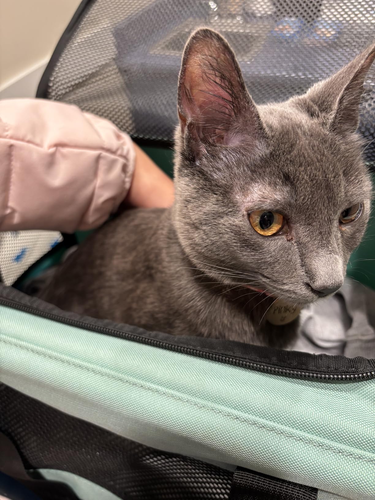 Cat Dog Carriers Soft-Sided Pet Carrier Large Cats for Medium Big Cat Small Dog Puppy up to 16lbs TSA Airline Approved Animal Collapsible Cat Carrier Carriers Travel Carrier Cat Bag (17x11x11) customer photo 2
