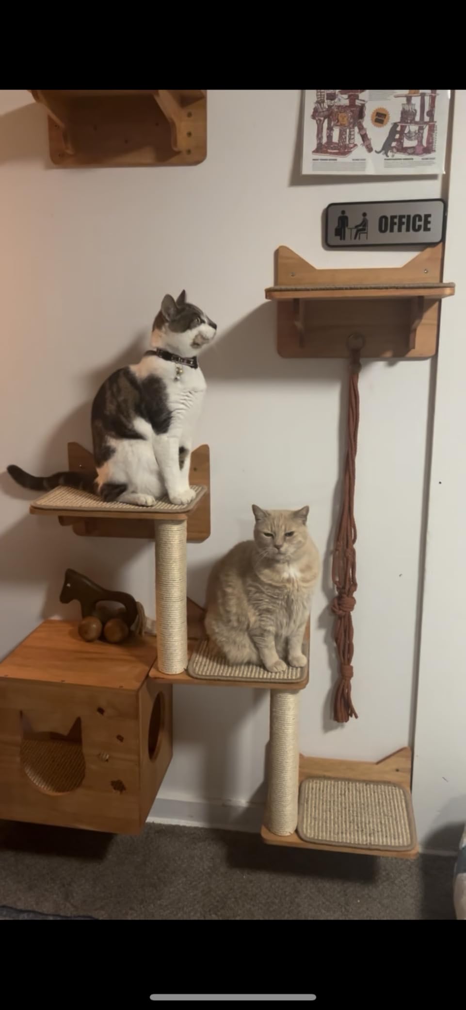 Cat Wall Shelves, 9-Piece Cat Wall Furniture for Large Cats customer photo 1