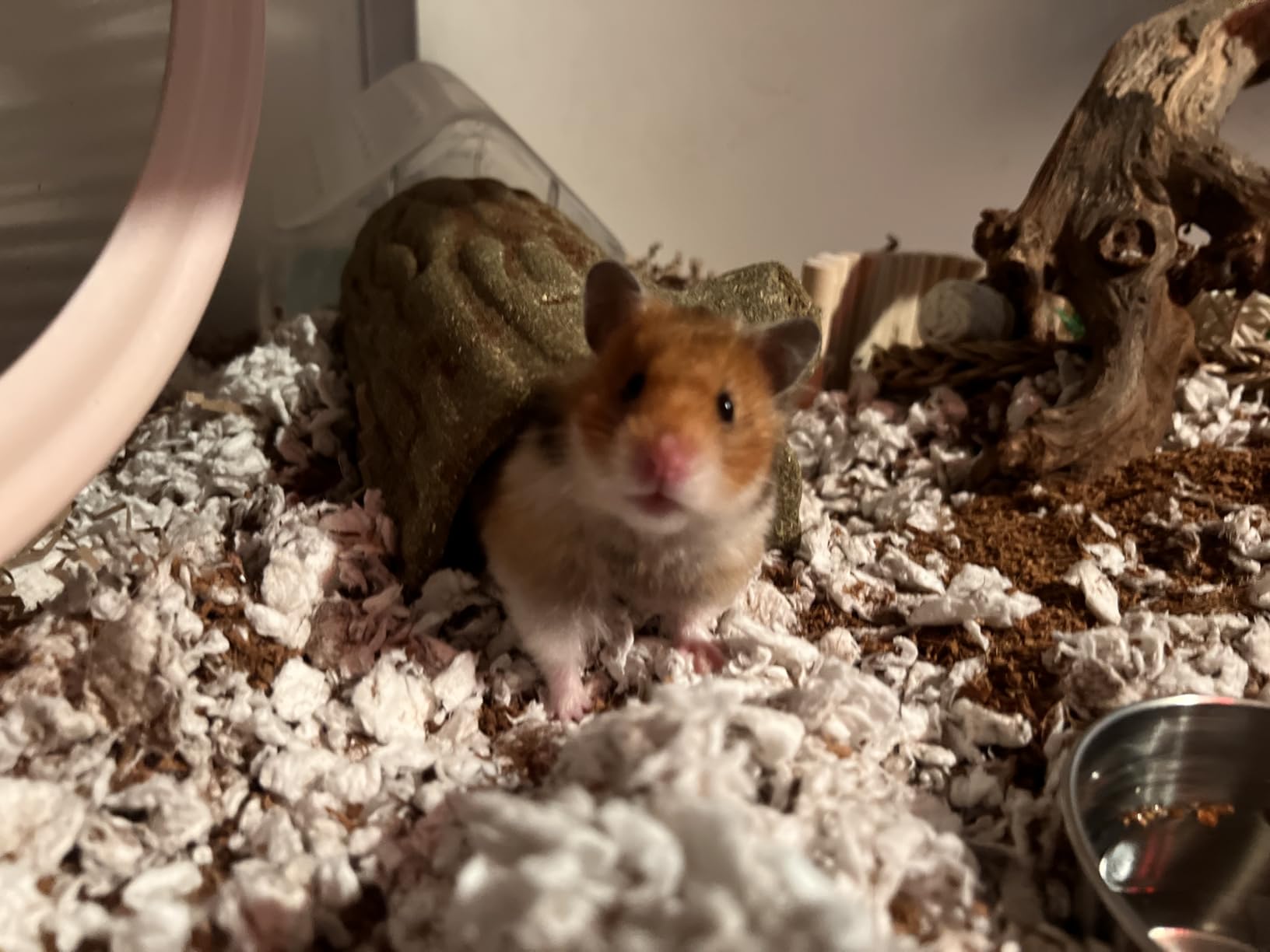 BUCATSTATE Hamster Cage 2.0, Large Hamster Enclosure (39in, White) customer photo 2