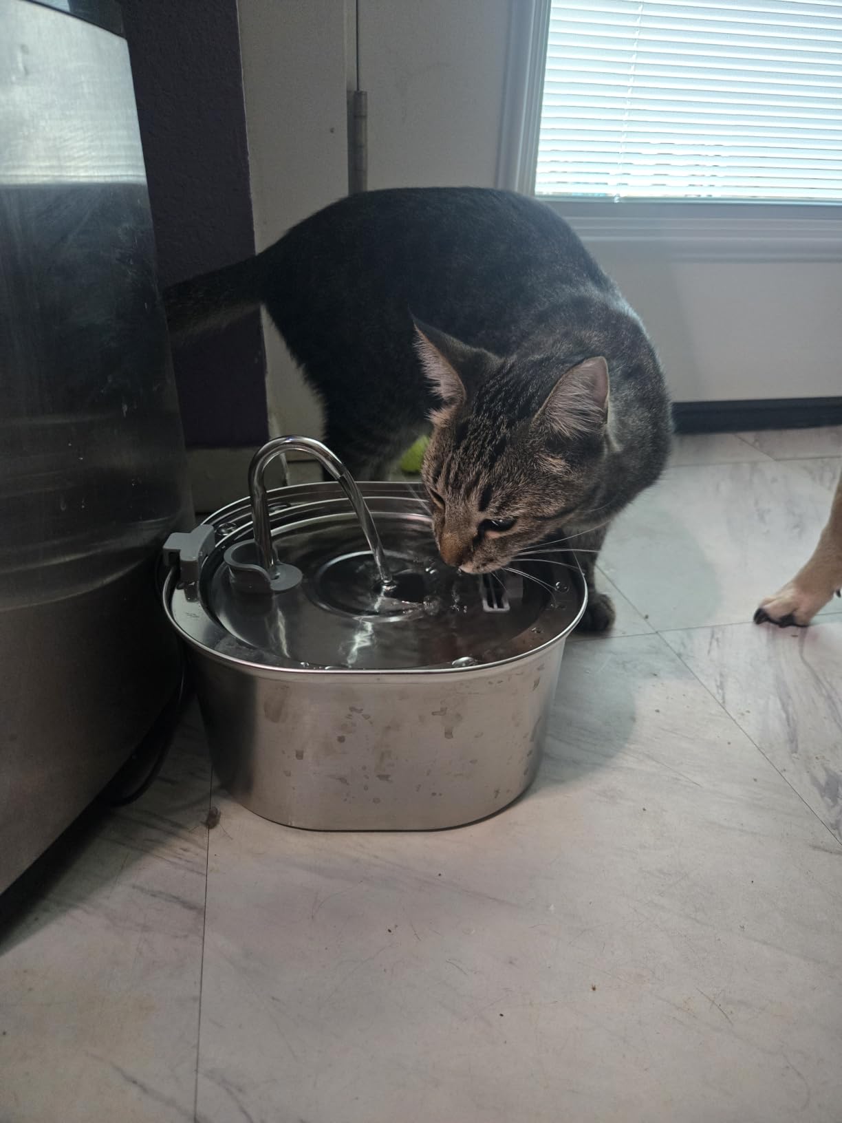 PEKTACO Cat Water Fountain, 3.2L/108oz Stainless Steel Pet Water Fountain customer photo 2