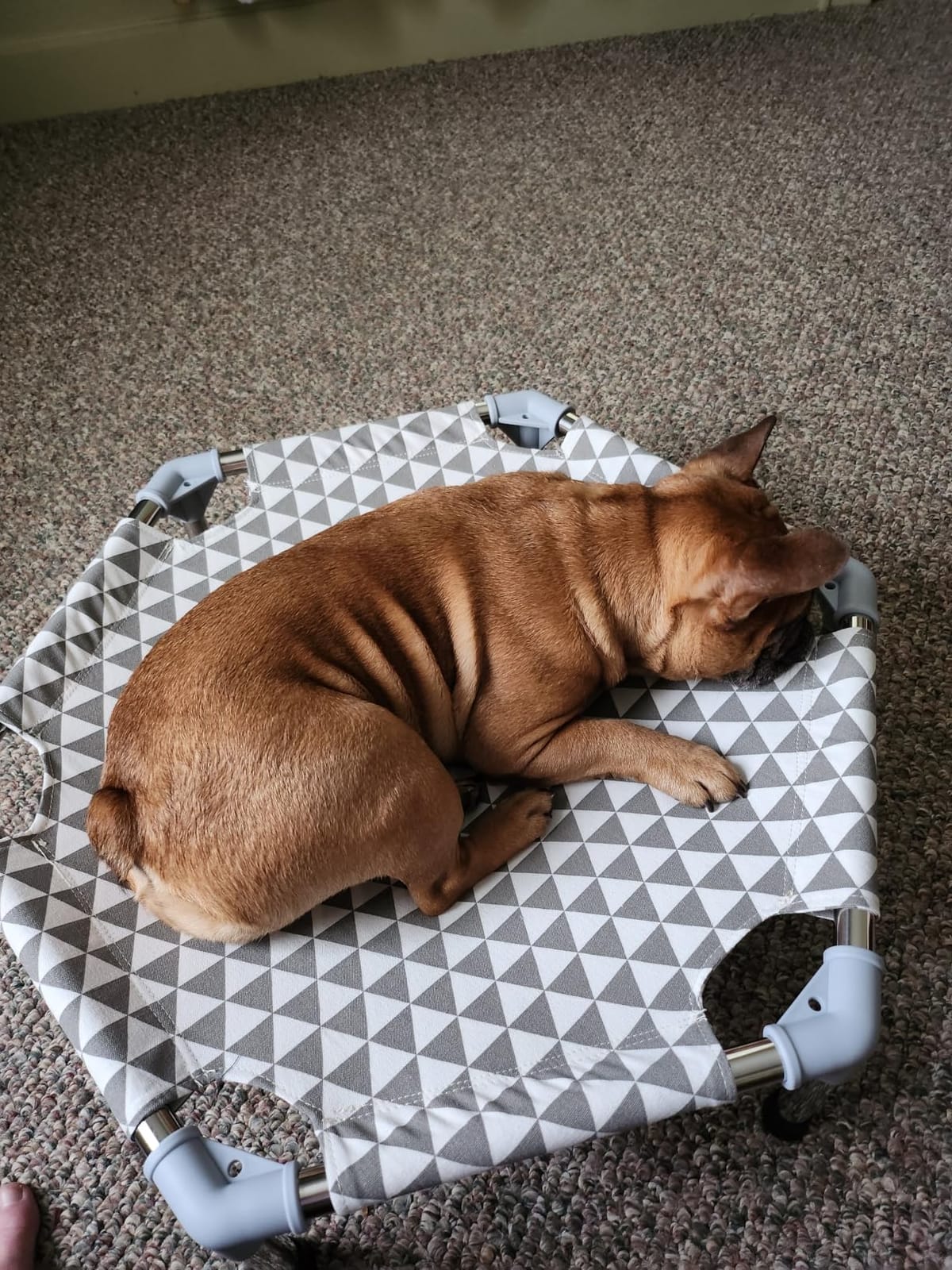 Kuntrust Elevated Outdoor Dog Bed, Large Size, Fits up to 100lbs customer photo 1