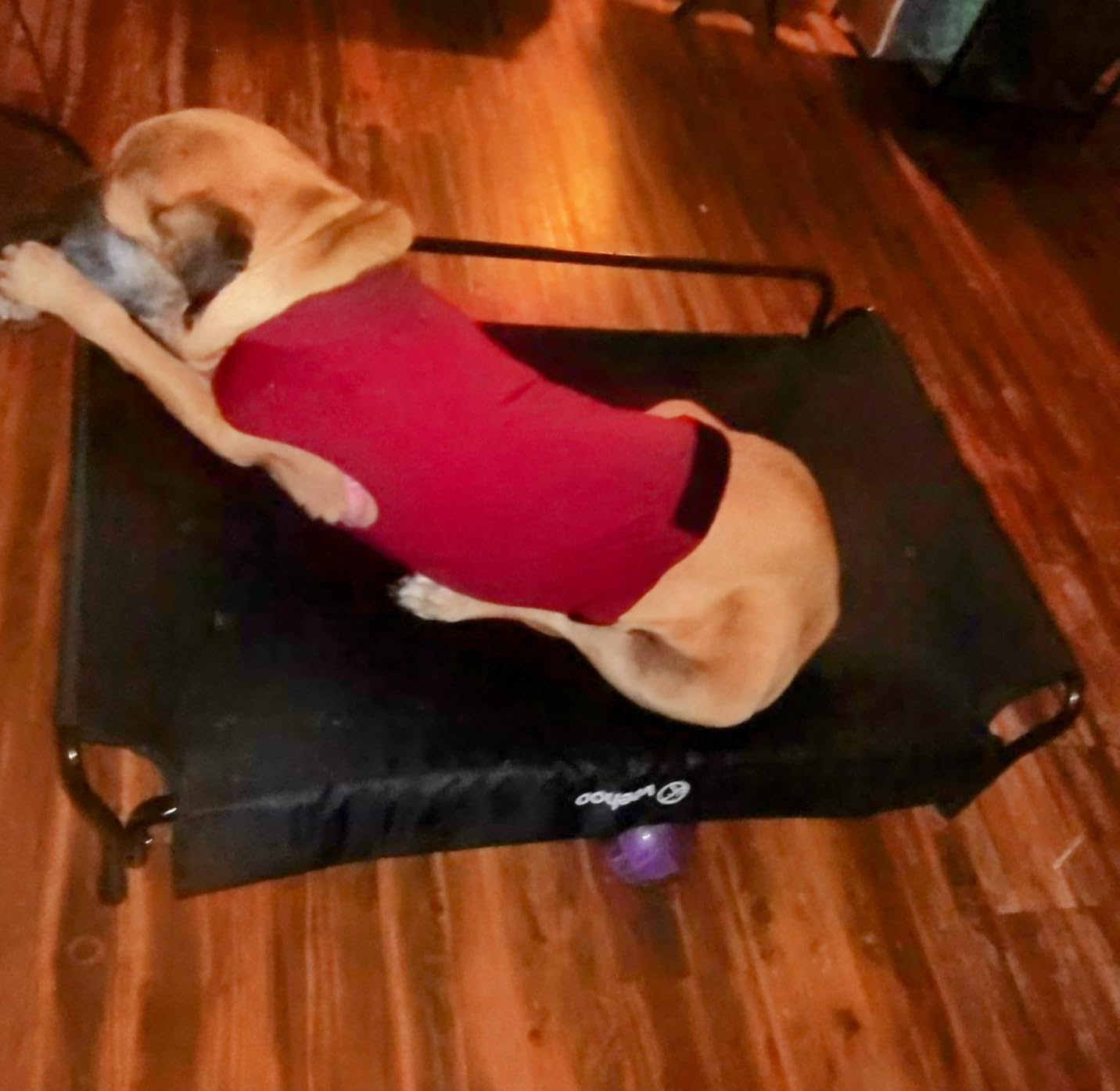 Veehoo Cooling Elevated Dog Bed, Raised Dog Cot with Guardrail & Headrest customer photo 1