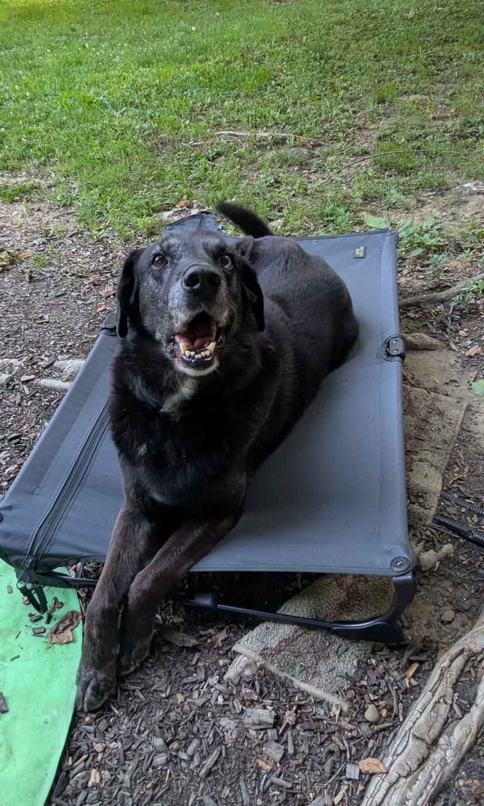 CANINE CANYON Folding Raised Dog Cot, Large Outdoor Elevated Dog Bed with Upgraded Non-Slip Feet, Cooling Chew Proof Portable Heavy Duty Pet Cot Up to 160 lbs for Camping/Home, Dark Blue, 43