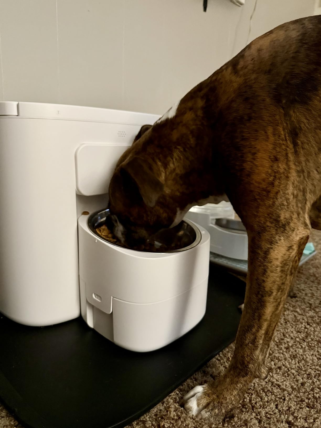 Dokoo Automatic Dog Feeder for Large Breeds, 15L/63 Cups Vacuum-Sealed Airtight Auto Pet Feeder for Dry Food, Timed Feeding, Anti-Clog Dispenser 2-22mm Kibble, Voice Recorder, Stainless Steel Bowl customer photo 1