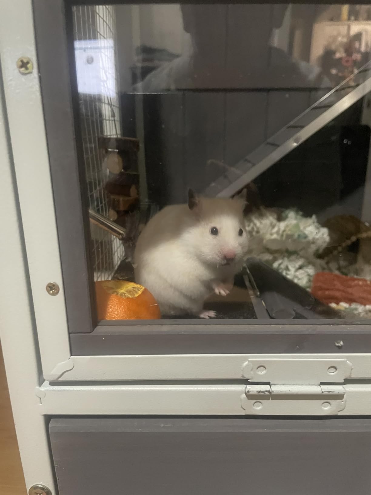 Guinea Pig Cage Hamster Cage All-Around Metal Frame Rat House on Wheels,Small Animal Cage with Deeper Tray customer photo 1