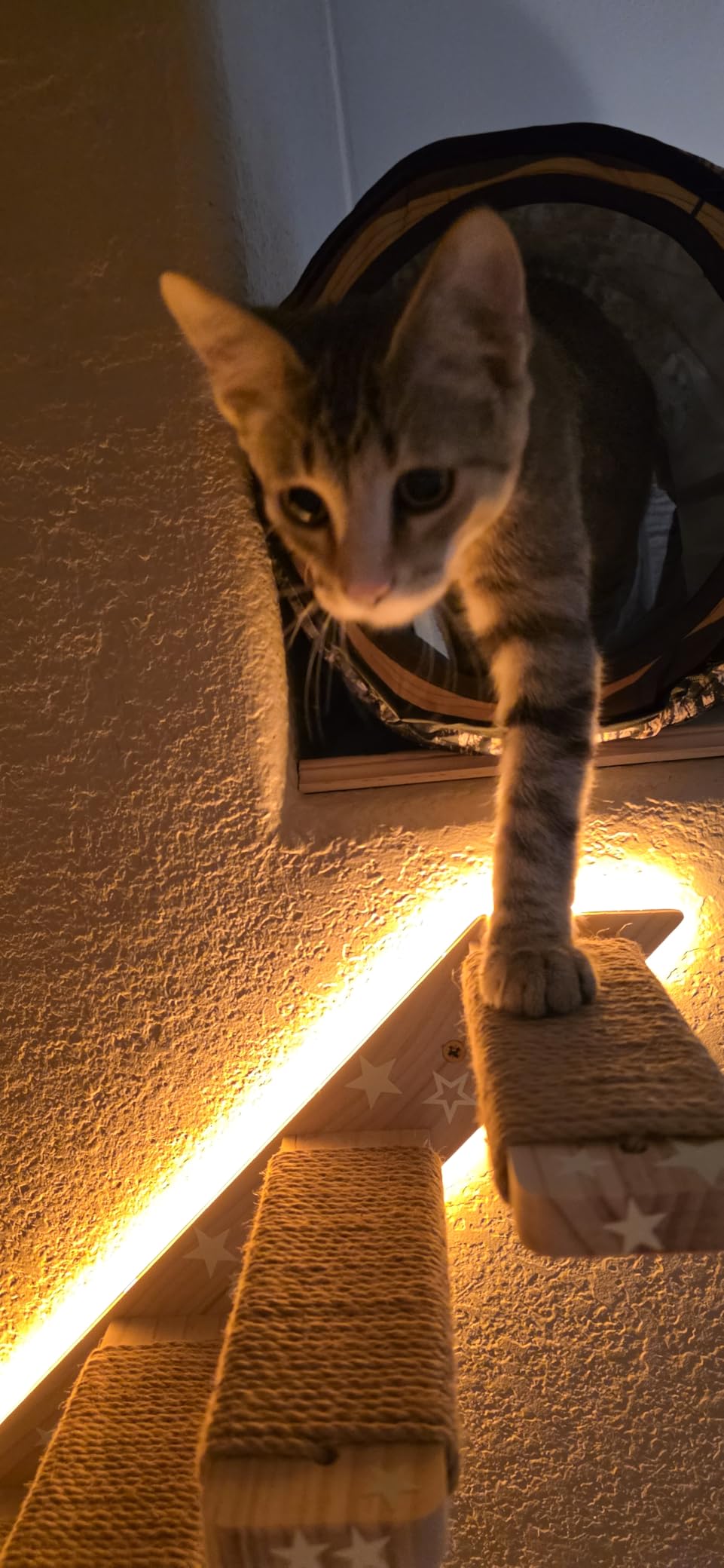 2 Pack 4 Steps Cat Wall Shelves and Stairs with Sisal Rope.Cat Wall Steps/Ladder Furniture & cat Tree Supplies(Catstairs 2Pack-4Steps) customer photo 2