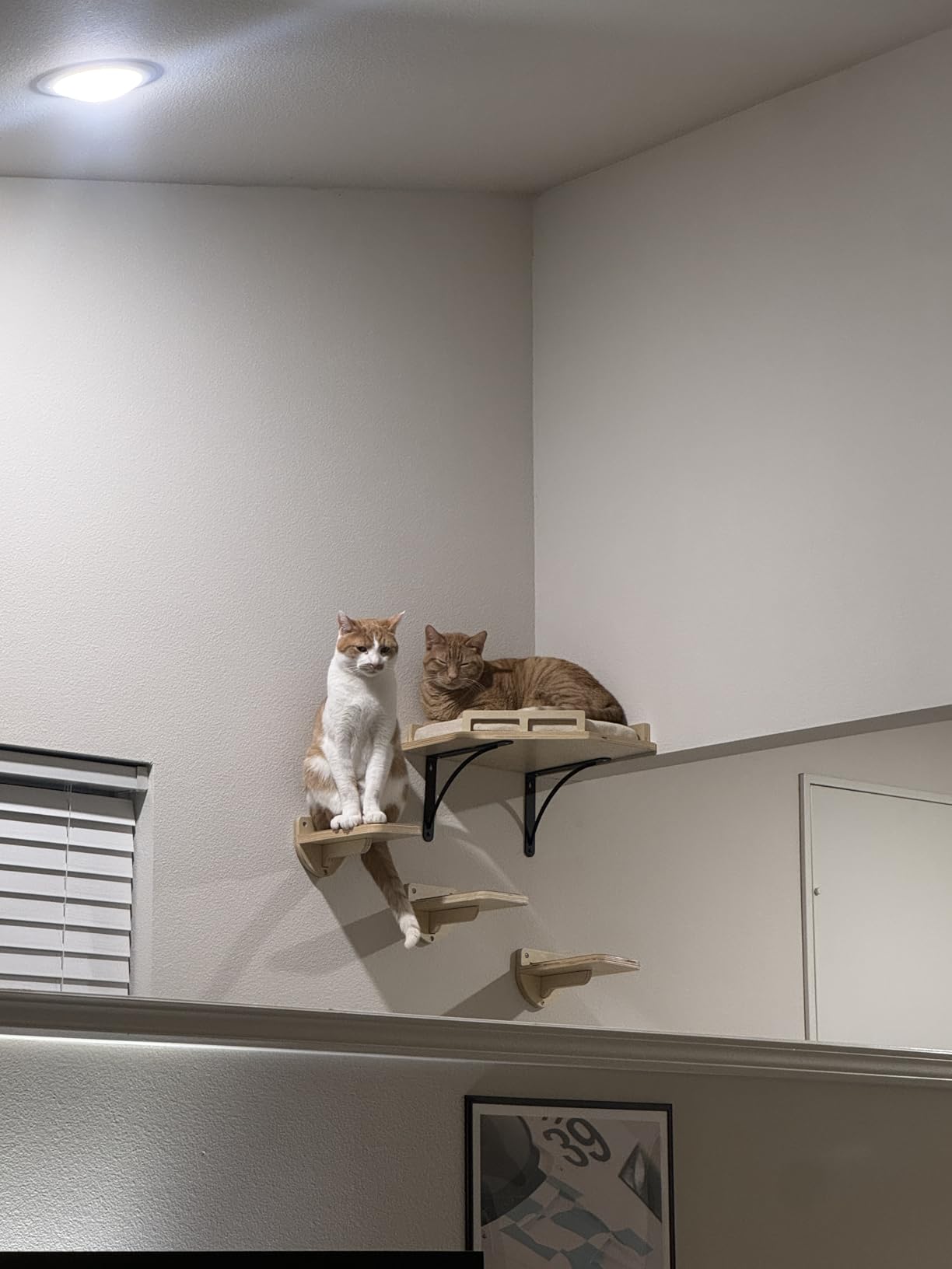 INICIO Cat Wall Shelves and Steps, 4-Piece Wooden Cat Wall Furniture Set customer photo 1