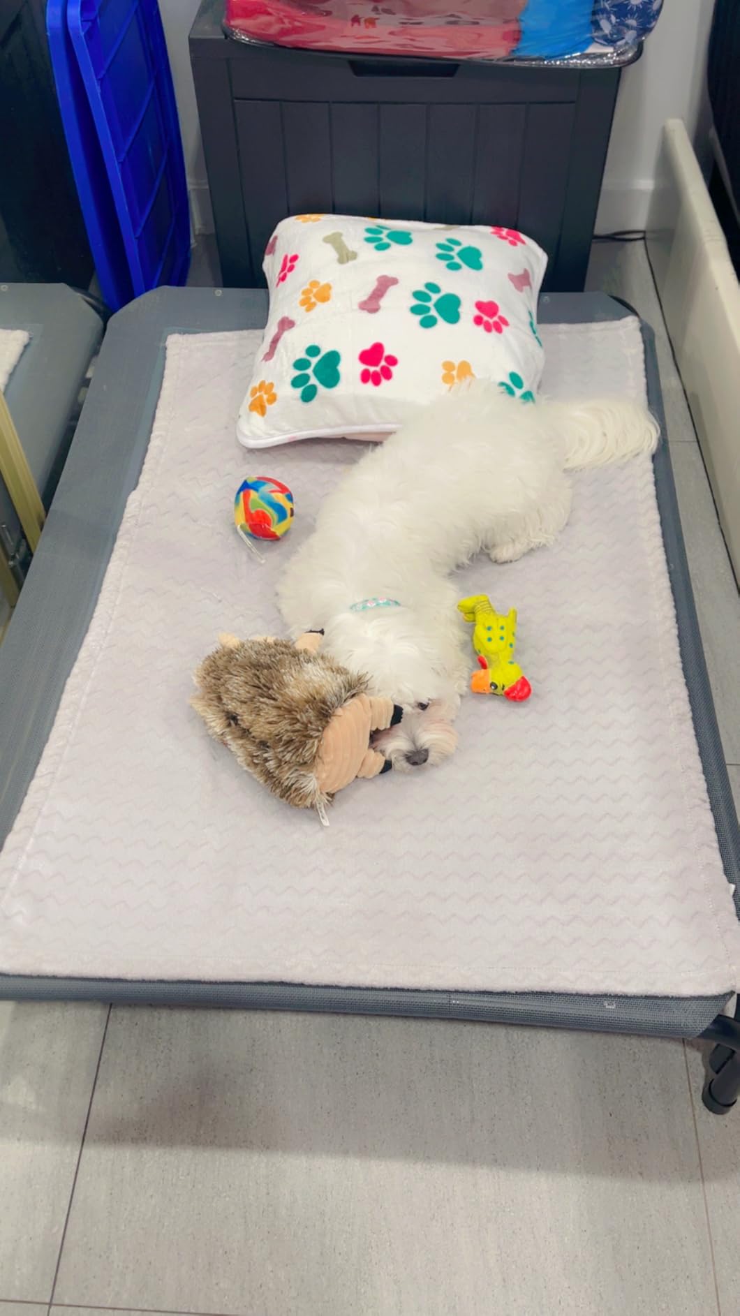 Czpalo Outdoor Elevated Dog Bed for Large Sized Dogs, No-Tool Assembly. customer photo 1