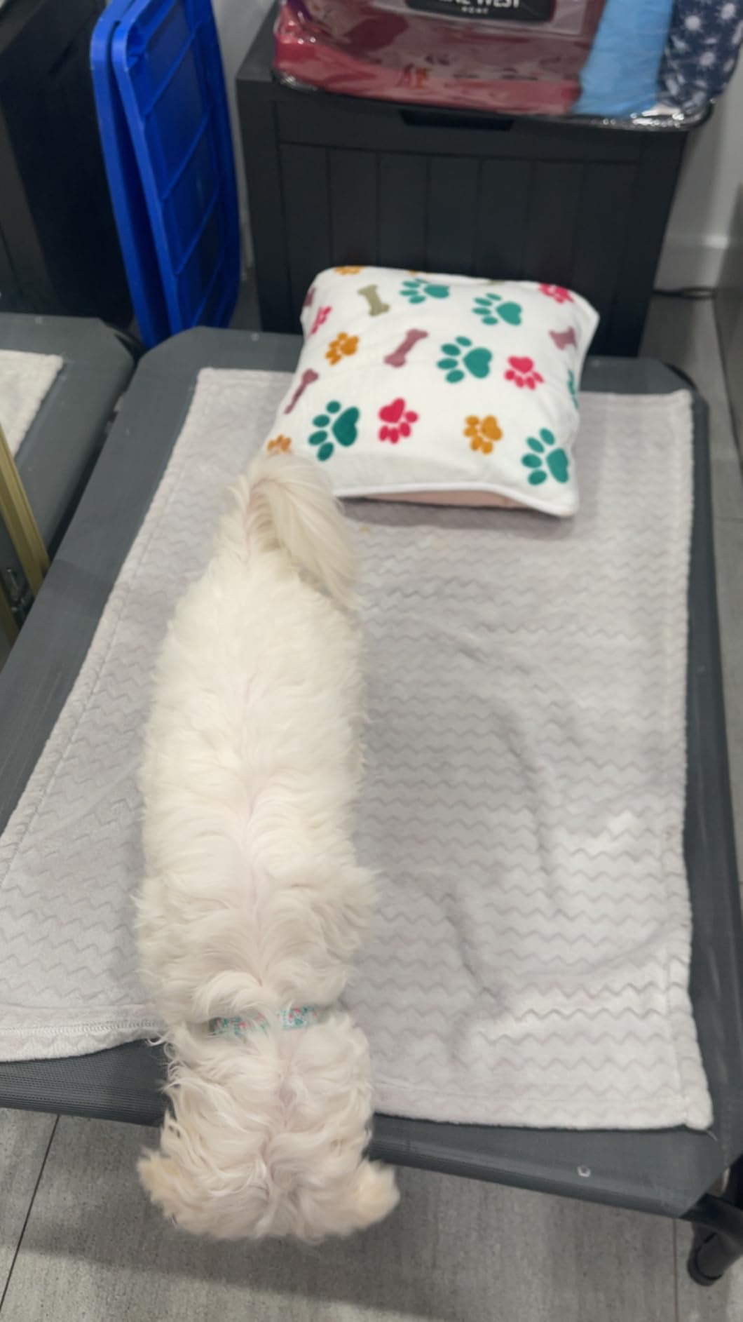 Czpalo Outdoor Elevated Dog Bed for Large Sized Dogs, No-Tool Assembly. customer photo 2