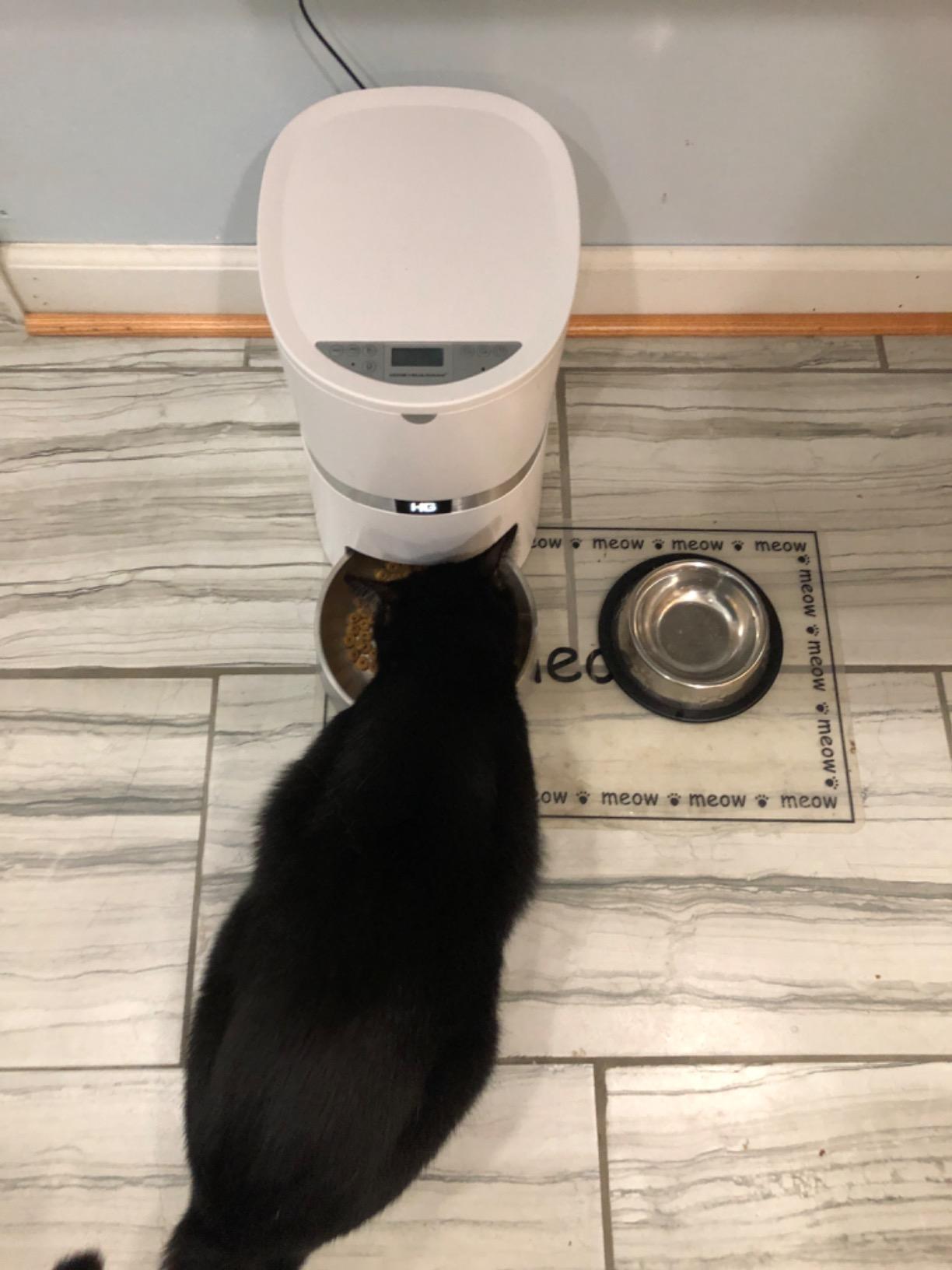 HoneyGuaridan Automatic Cat Feeder for 2 Cats,Cat Food Dispenser customer photo 2