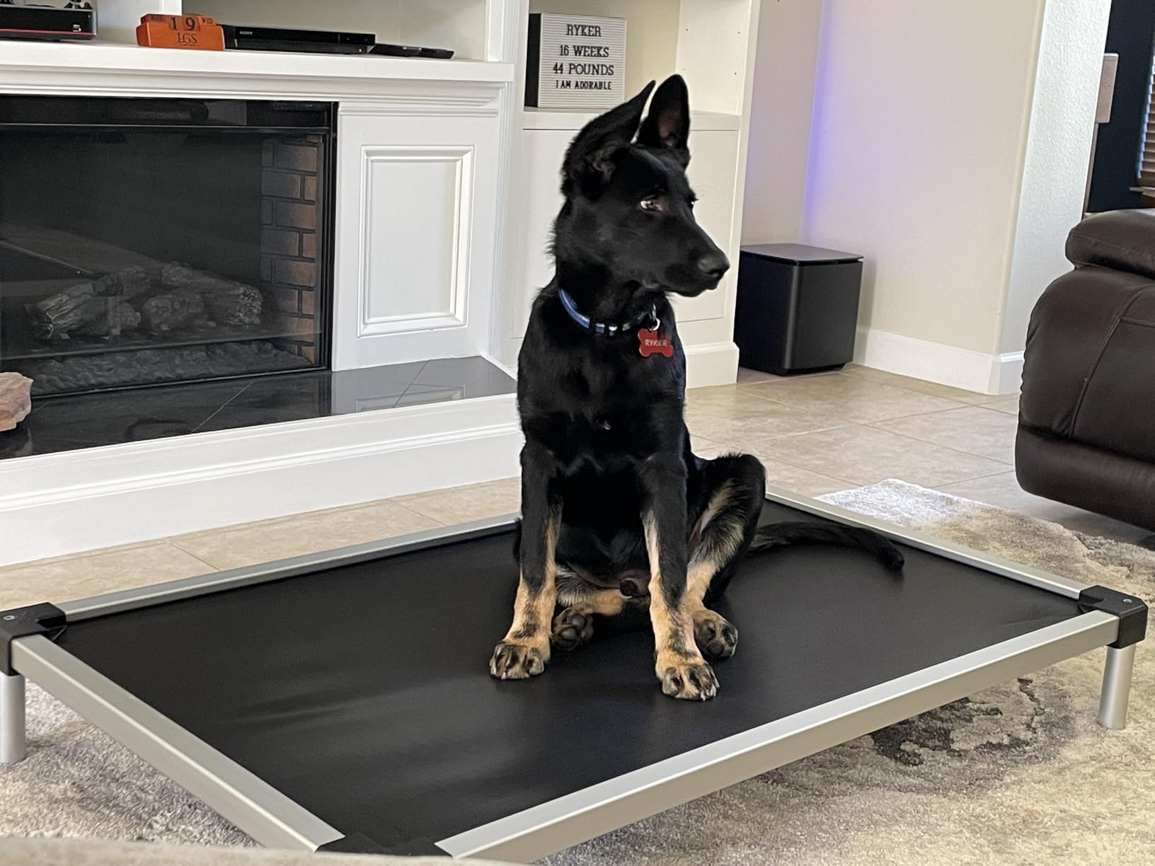 FXW TitanNest Cooling Chew-Proof Elevated Dog Bed for Extra Large Dogs customer photo 1