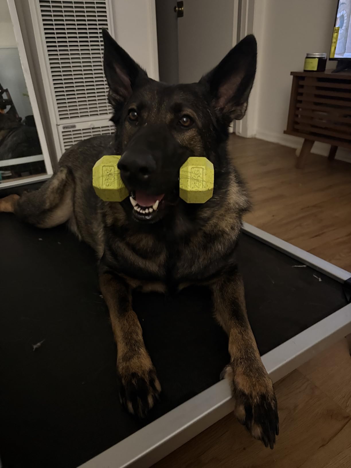 FXW TitanNest Cooling Chew-Proof Elevated Dog Bed for Extra Large Dogs customer photo 2