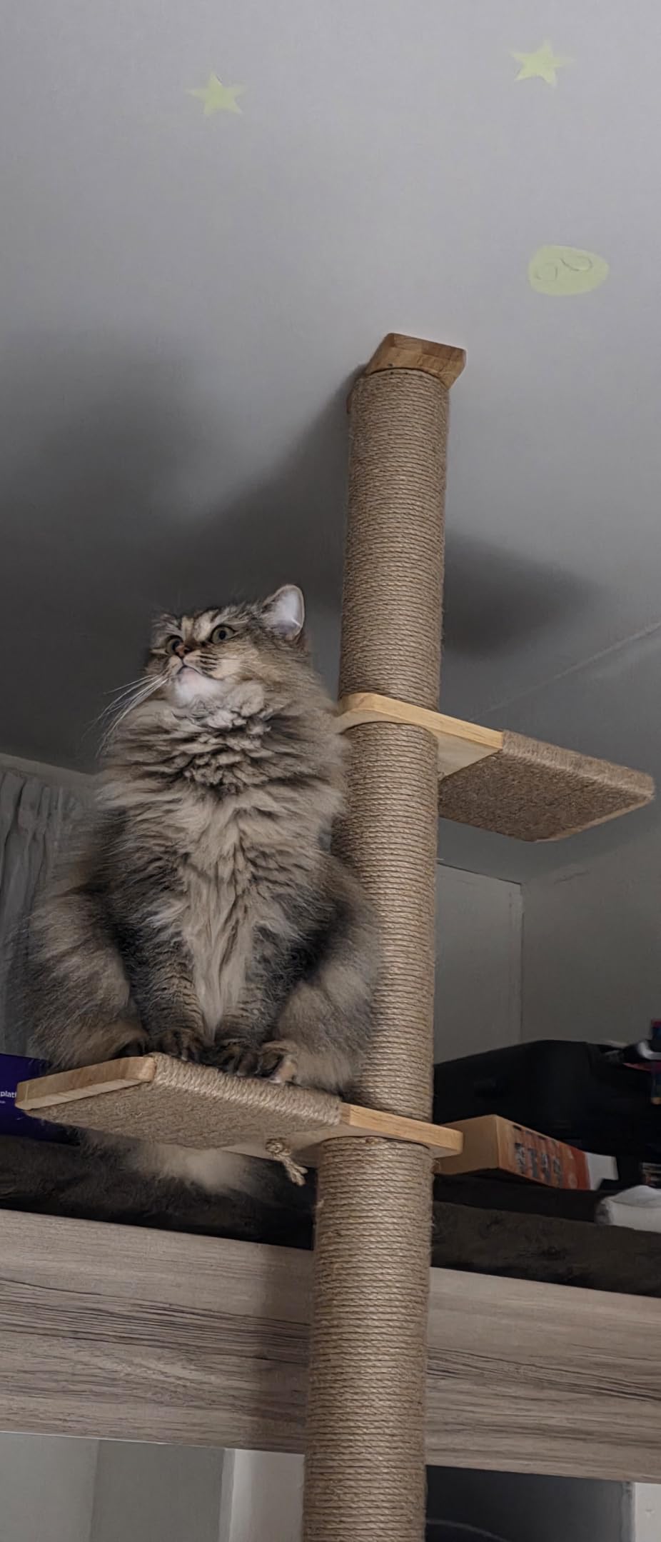 FUKUMARU Wall-Mounted Cat Tree for Small & Medium Cats customer photo 2