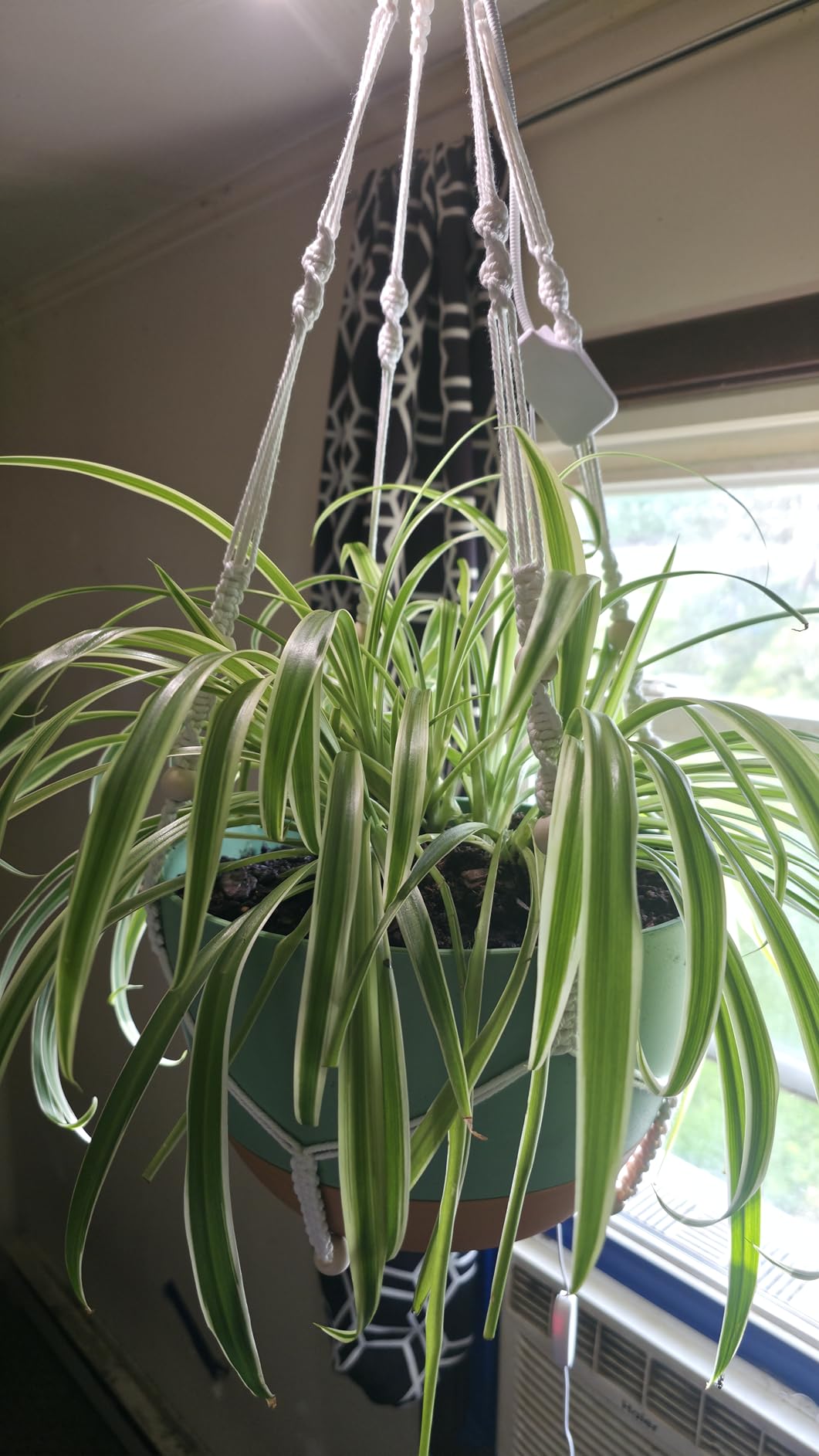 Set of 2-10 Inch Hanging Planters for Indoor Plants with Self-Watering Includes Hanging Pots for Plants, Outdoor Hanging Plant Pot with Drainage, and 2 Types of Hanging Baskets Hangers (White, 10inch) customer photo 1