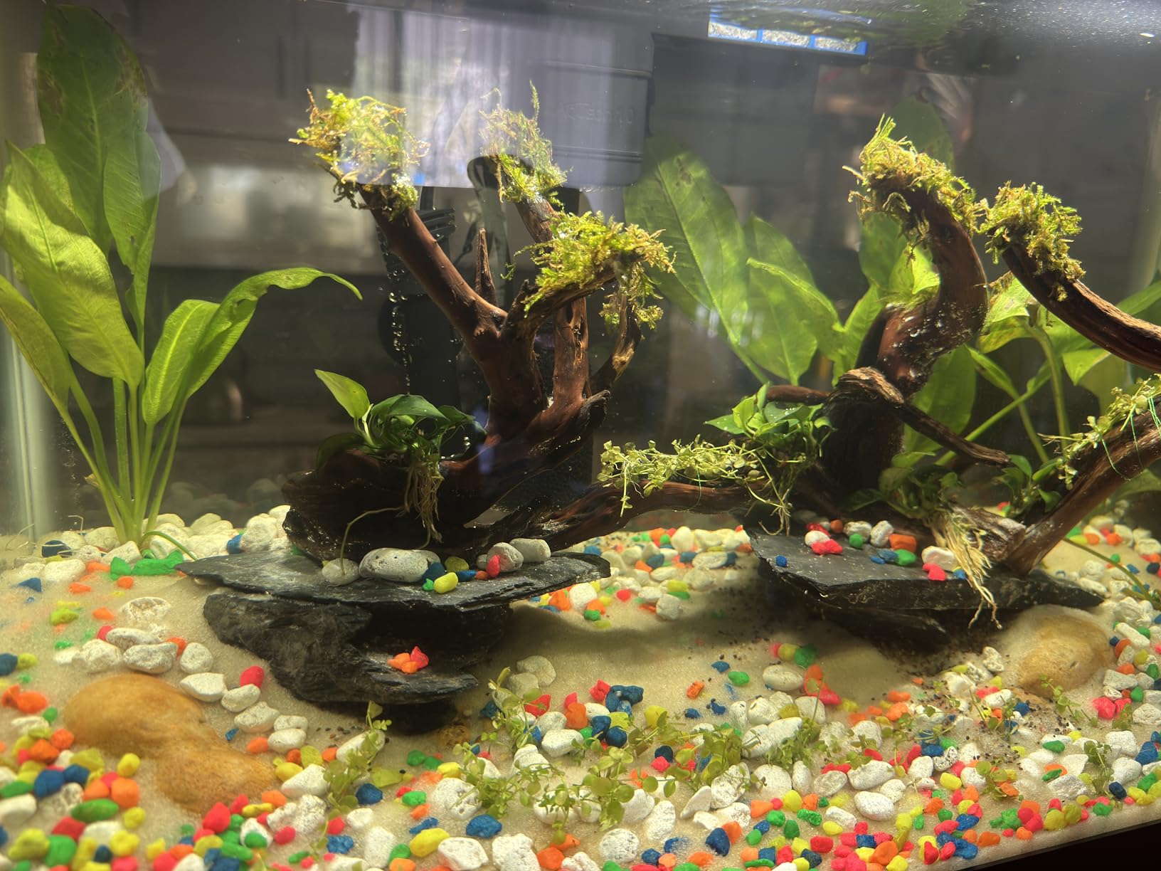 Aqueon Aquarium Starter Kit with Smart Clean Filtration and LED Lighting, Freshwater and Saltwater Fish, Perfect for Tetras, Guppies, Platies, 10-Gallon customer photo 2