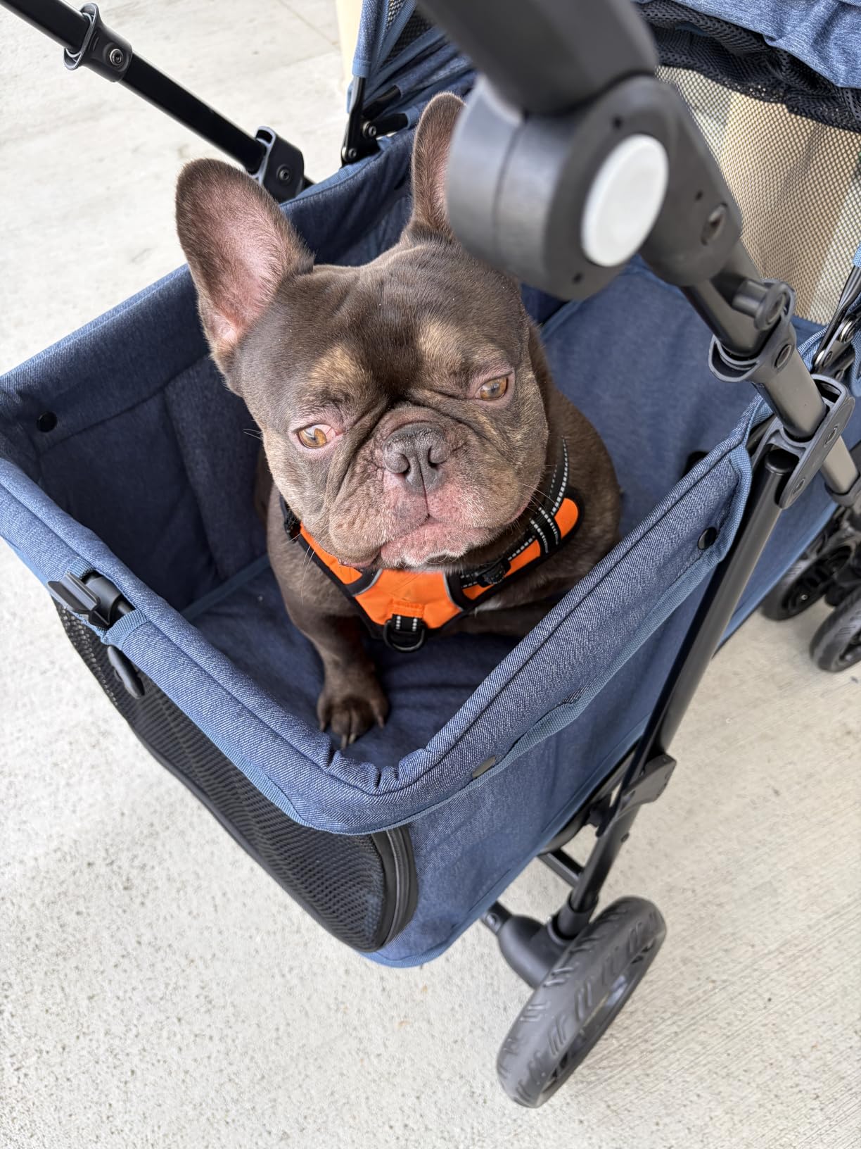 Dog Stroller for Large & Medium Dogs (20–132 lbs), for 2 Small Dogs customer photo 1