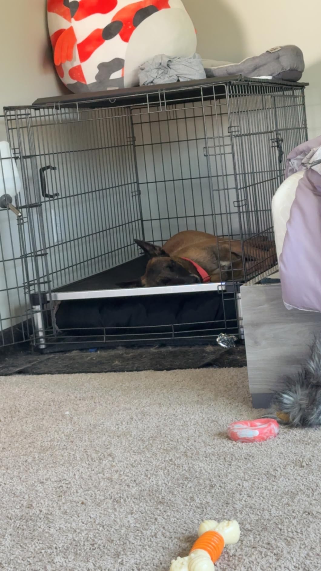 K9 Ballistics Chew Proof Elevated Cot Bed, L, Obsidian Black Ripstop customer photo 2