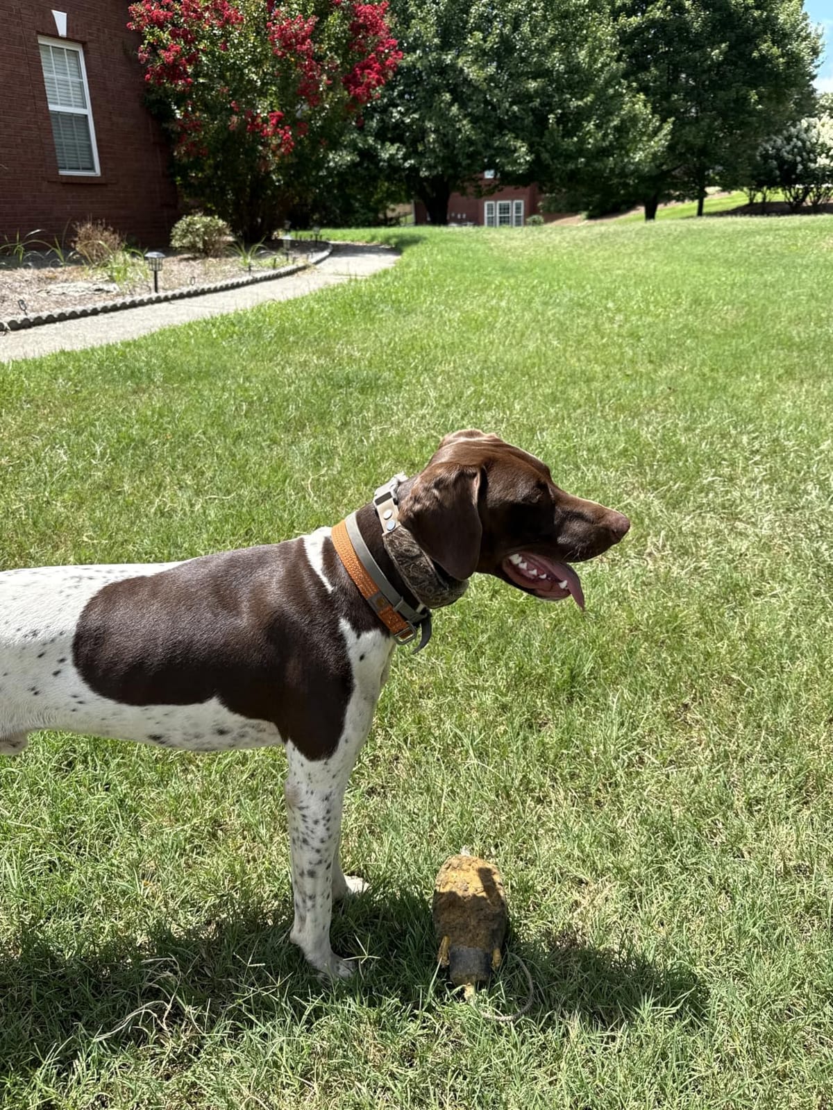 Halo Collar 5 GPS Wireless Dog Fence customer photo 2