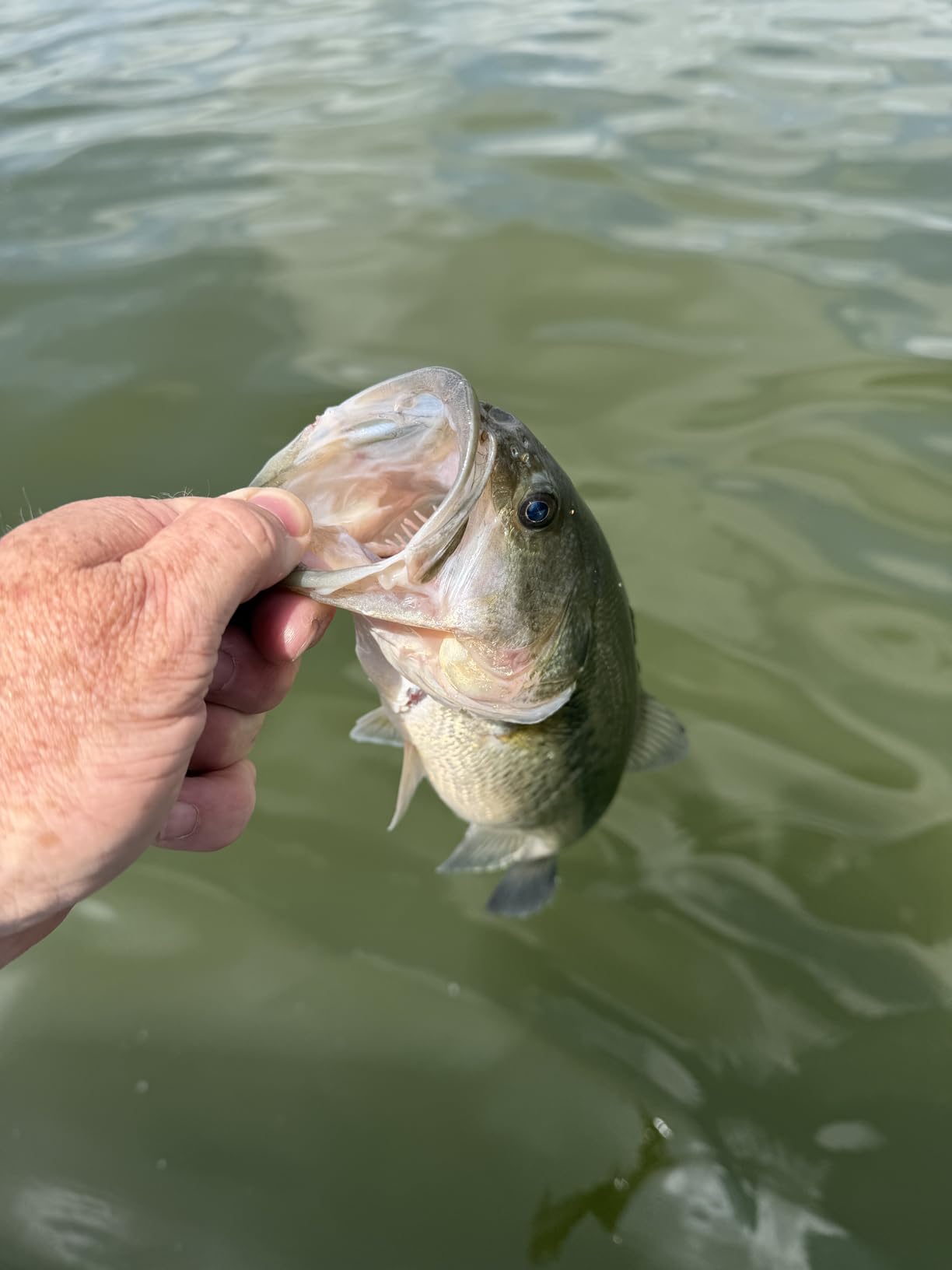 KastKing Lethal Blaze Baitcasting Fishing Reels with 7.3:1 Gear Ratio customer photo 2