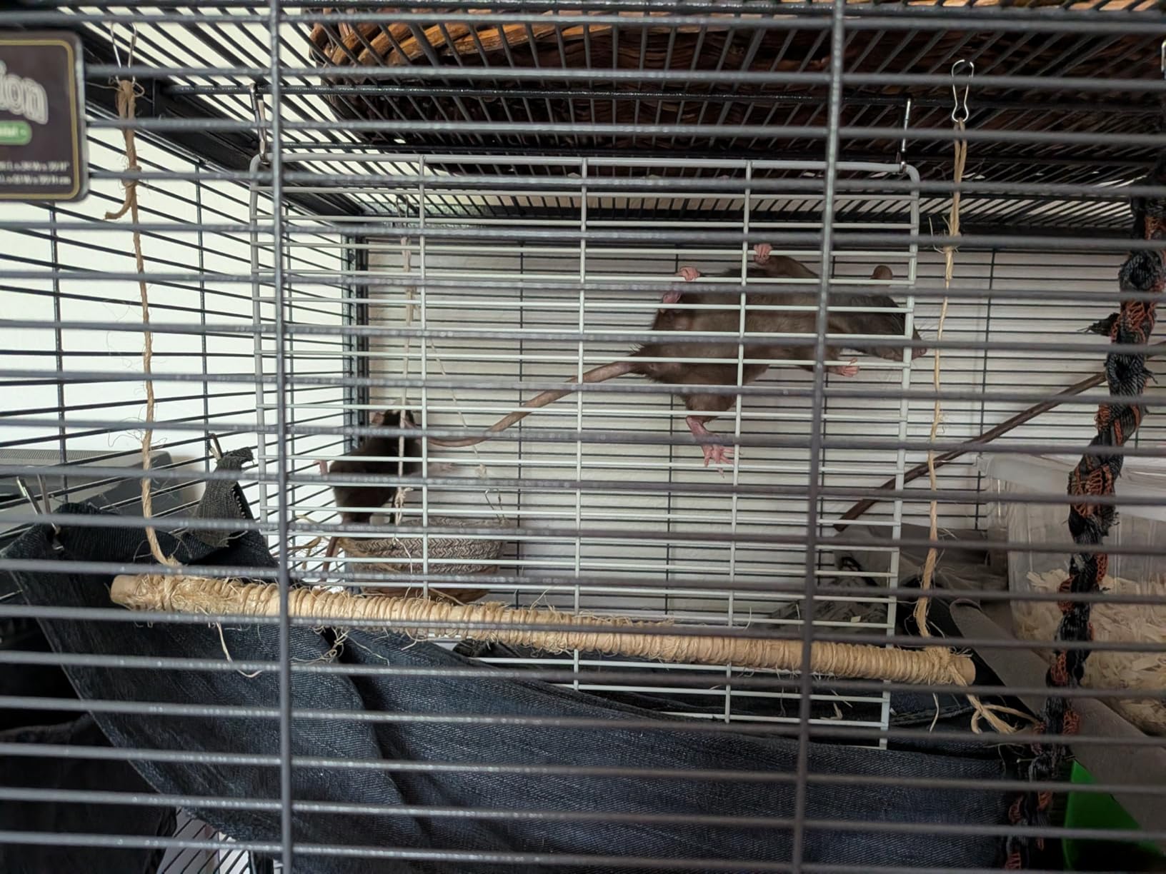 SONGMICS Guinea Pig Cages, 2-Tier Small Animal Cage customer photo 1