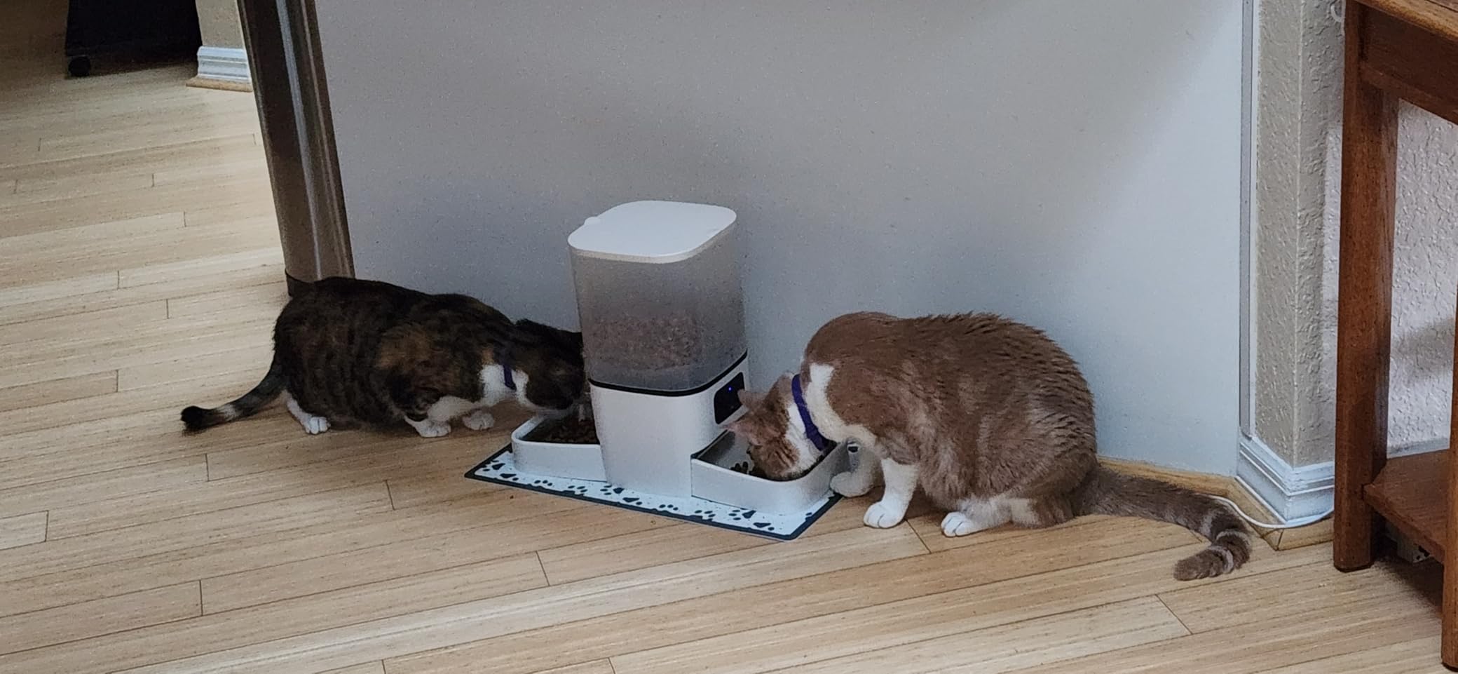 6L Automatic Cat Feeder for 2 Cats, APP Control, Precise Portion Control customer photo 1
