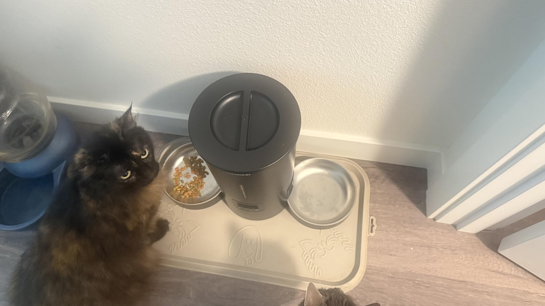 Automatic Cat Feeder 2 Cats, 4.2L Dry Food Auto Dispenser with Double Bowls,Dual Power Supply,Programmable Portion Control,10s Voice Recorde (White) customer photo 2
