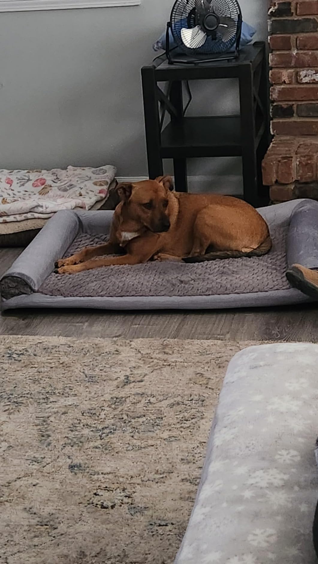 JOEJOY Chew Proof Indestructible Dog Bed for Large Dog, Chewproof Crate Pad customer photo 2