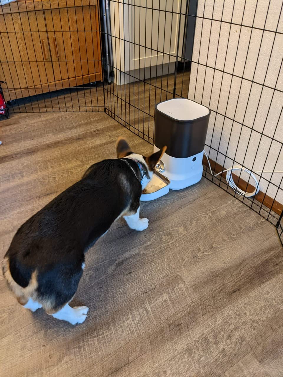 DOGNESS 11L Cordless Automatic Dog Feeder Large Breed customer photo 1