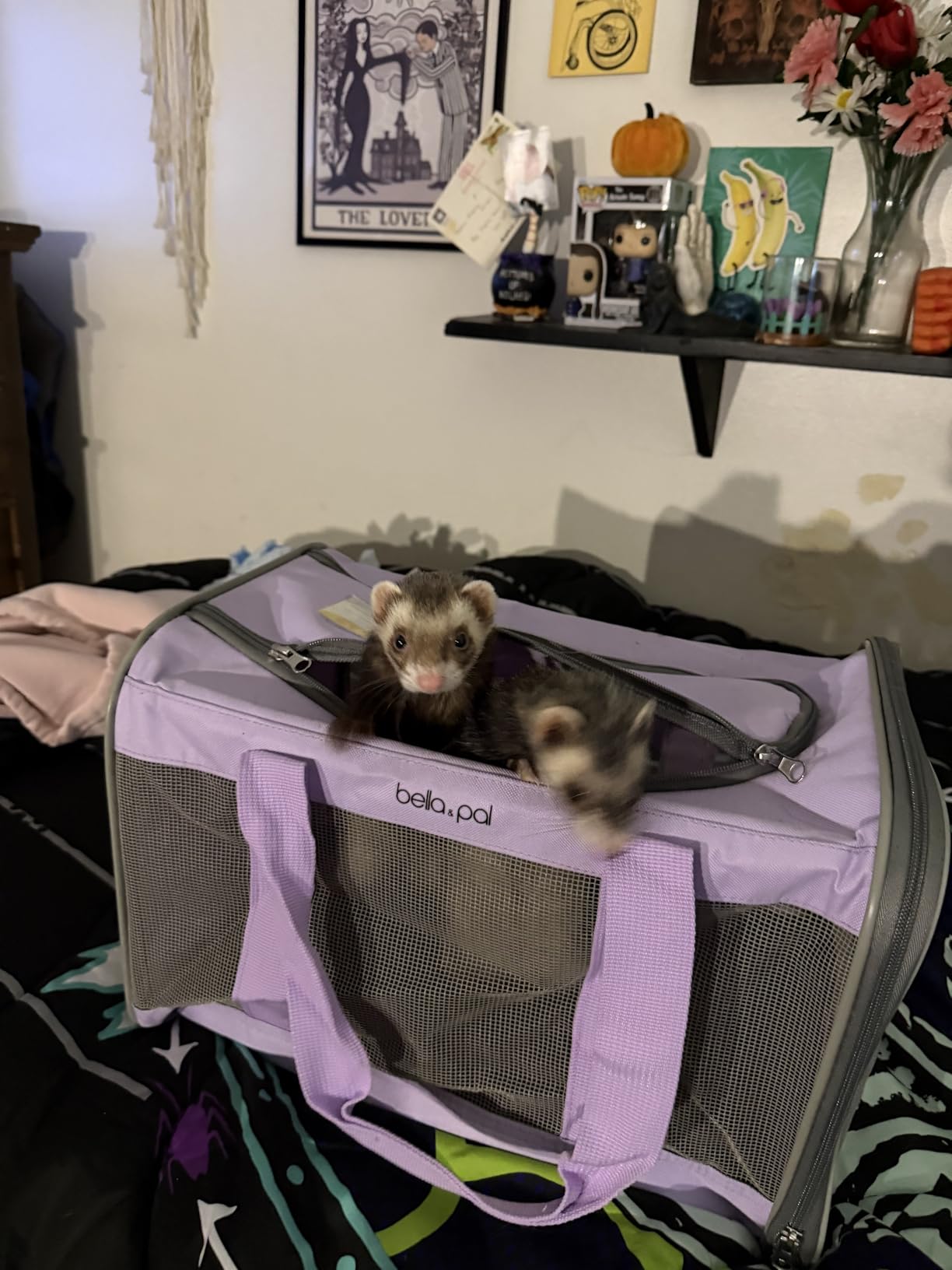 BELLA & PAL Airline Approved Pet Carrier with Wheels for Cats & Small Dogs customer photo 1