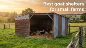 Best goat shelters for small farms