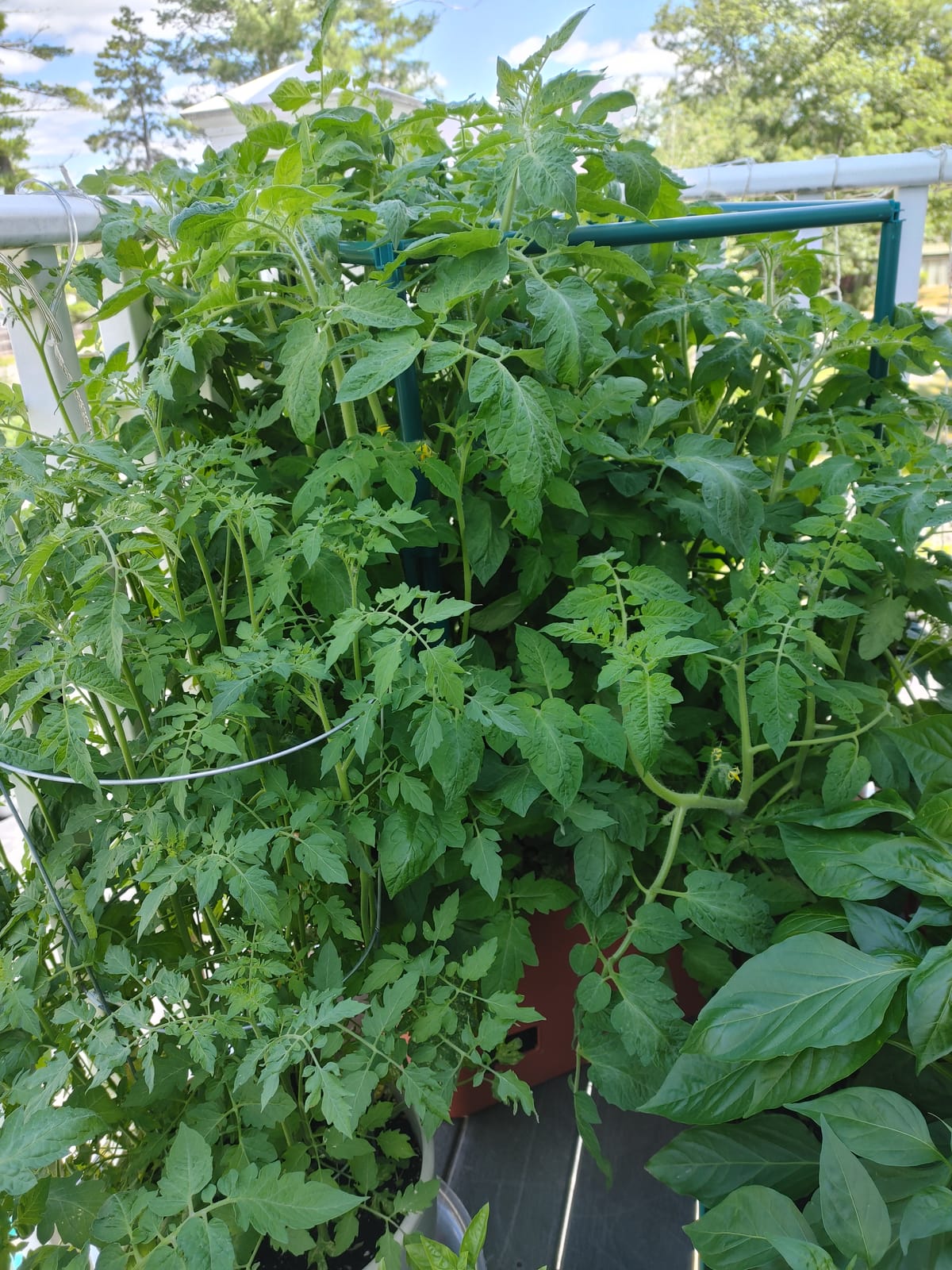 Hydrofarm GCTR Tomato Grow System, 10 Gal Planter, 4 Ft Trellis, Wheels customer photo 1